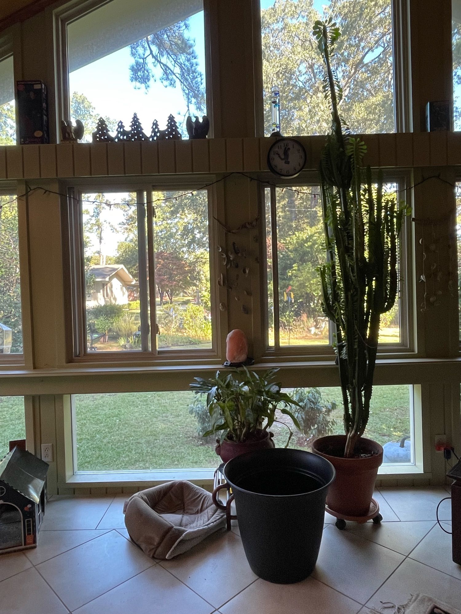 An empty large black flowerpot sits next to a 11 foot cactus in a small terra cotta pot awaiting to be repotted. 