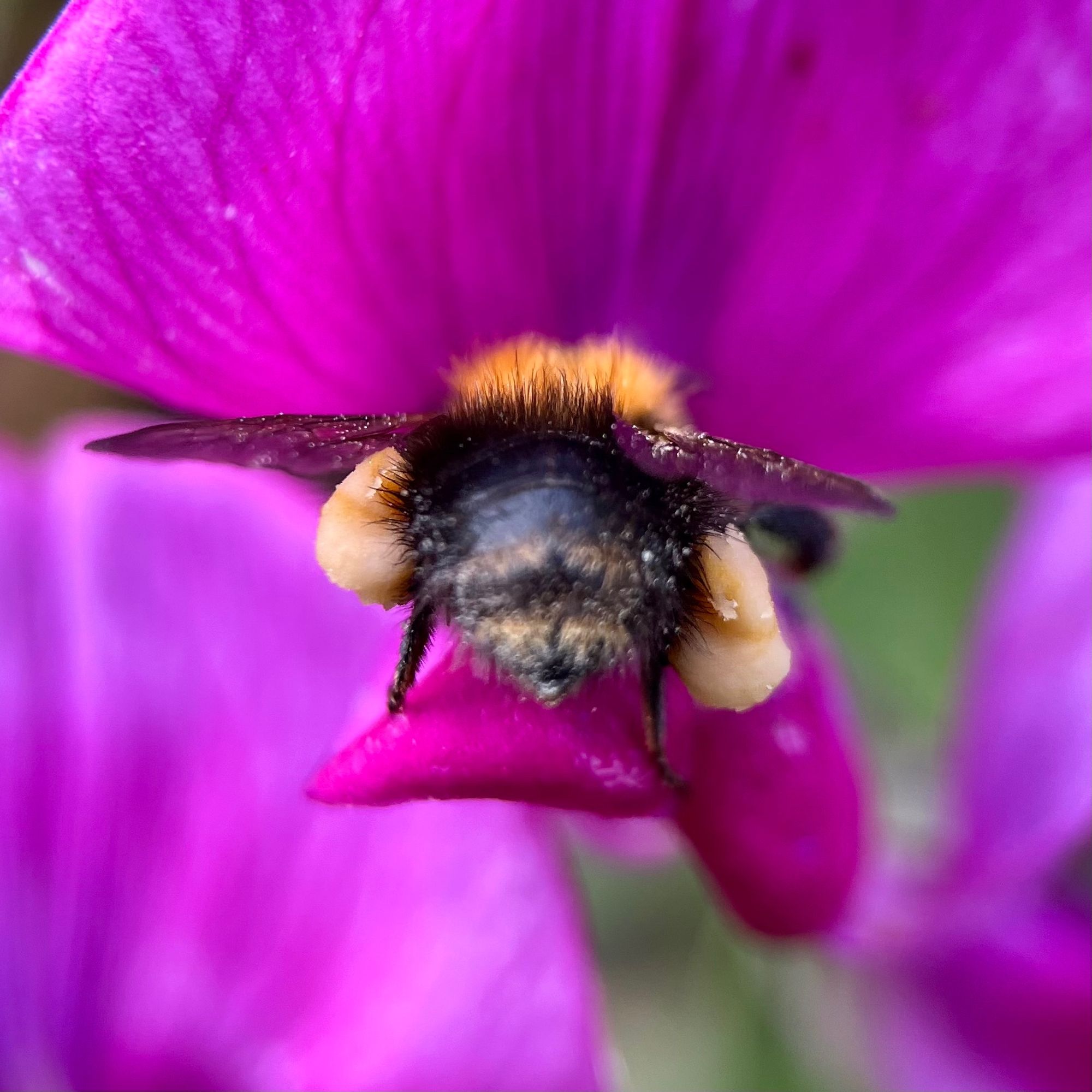 Focus on a black bumblebee’s back and two thick, pale yellow pollen baskets on both its hind legs clutching a small petal of a vivid magenta sweet pea flower. It looks like the bumblebee didn’t skip leg day.