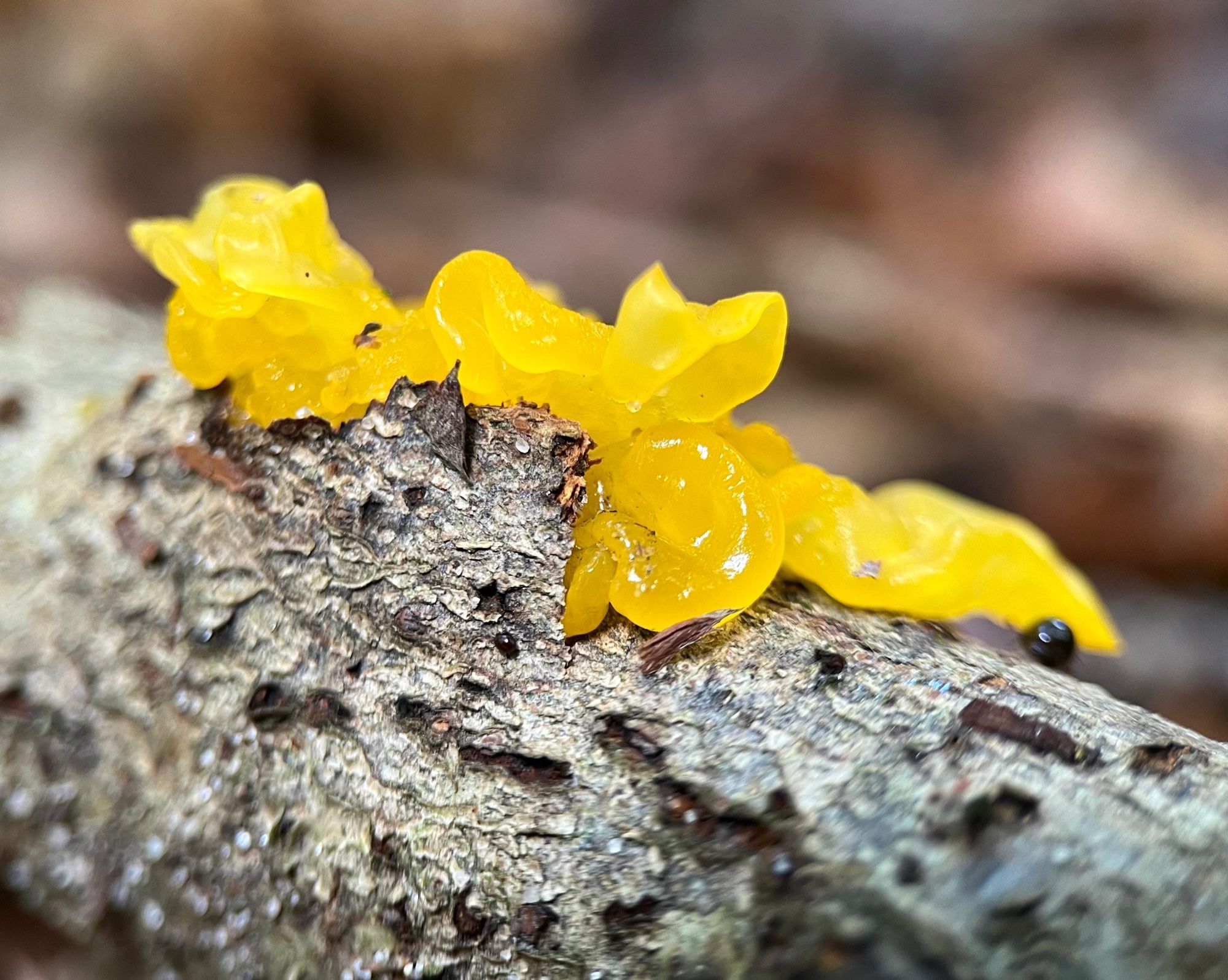 Focus shot of a patch of gelatinous, golden yellow jelly fungus (Tremella mesenterica) with a lobed slimy surface growing on a fallen branch in the forest.