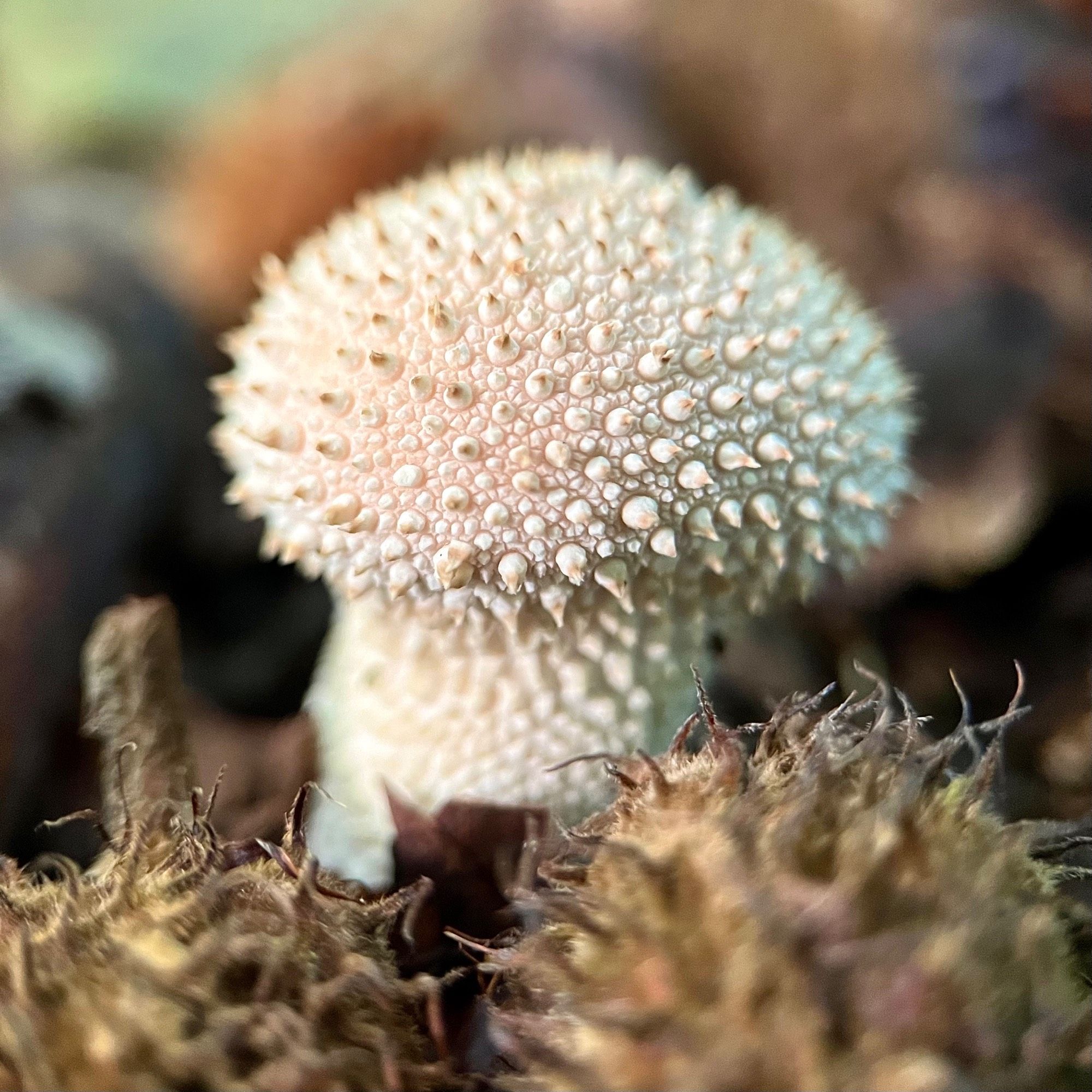 Focus shot of an adorable warted puffball mushroom. It’s small and white with a rounded top covered in short spiny bumps tapering to a wide stalk, growing on a forest floor covered in leaf duff. There are two decaying acorn shells in front.