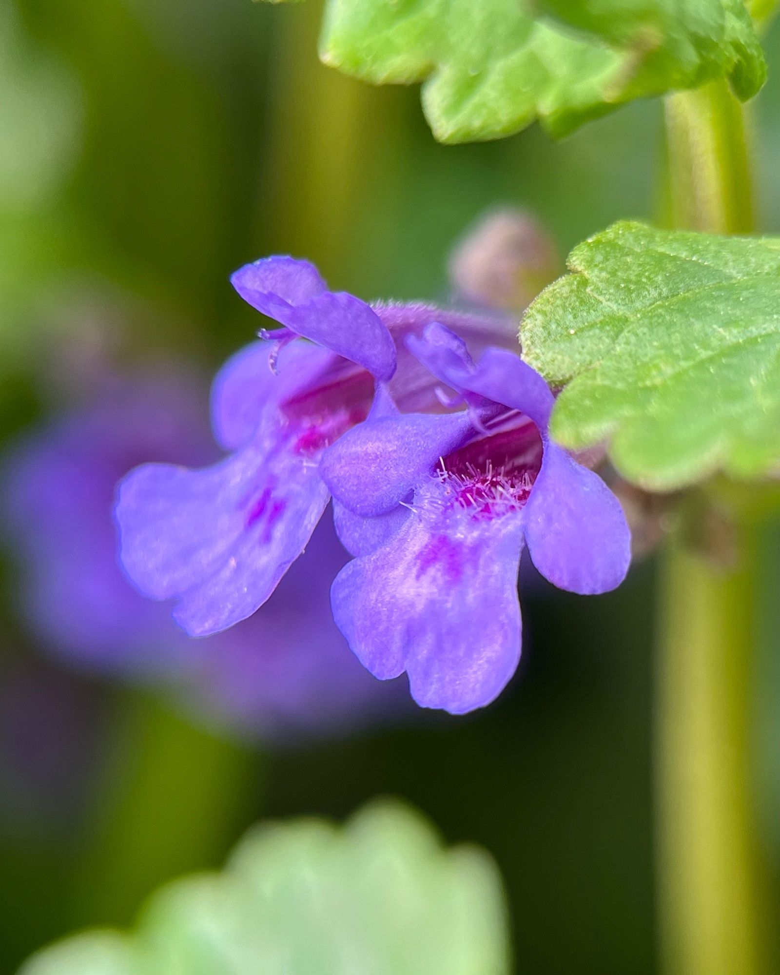 Closeup of two tiny flowers of ground-ivy or catsfoot. They are symmetrical, funnel shaped, bluish-violet flowers with a hairy magenta interior. On the right side of the frame a leaves with round-toothed edges and a blurred stem are visible.