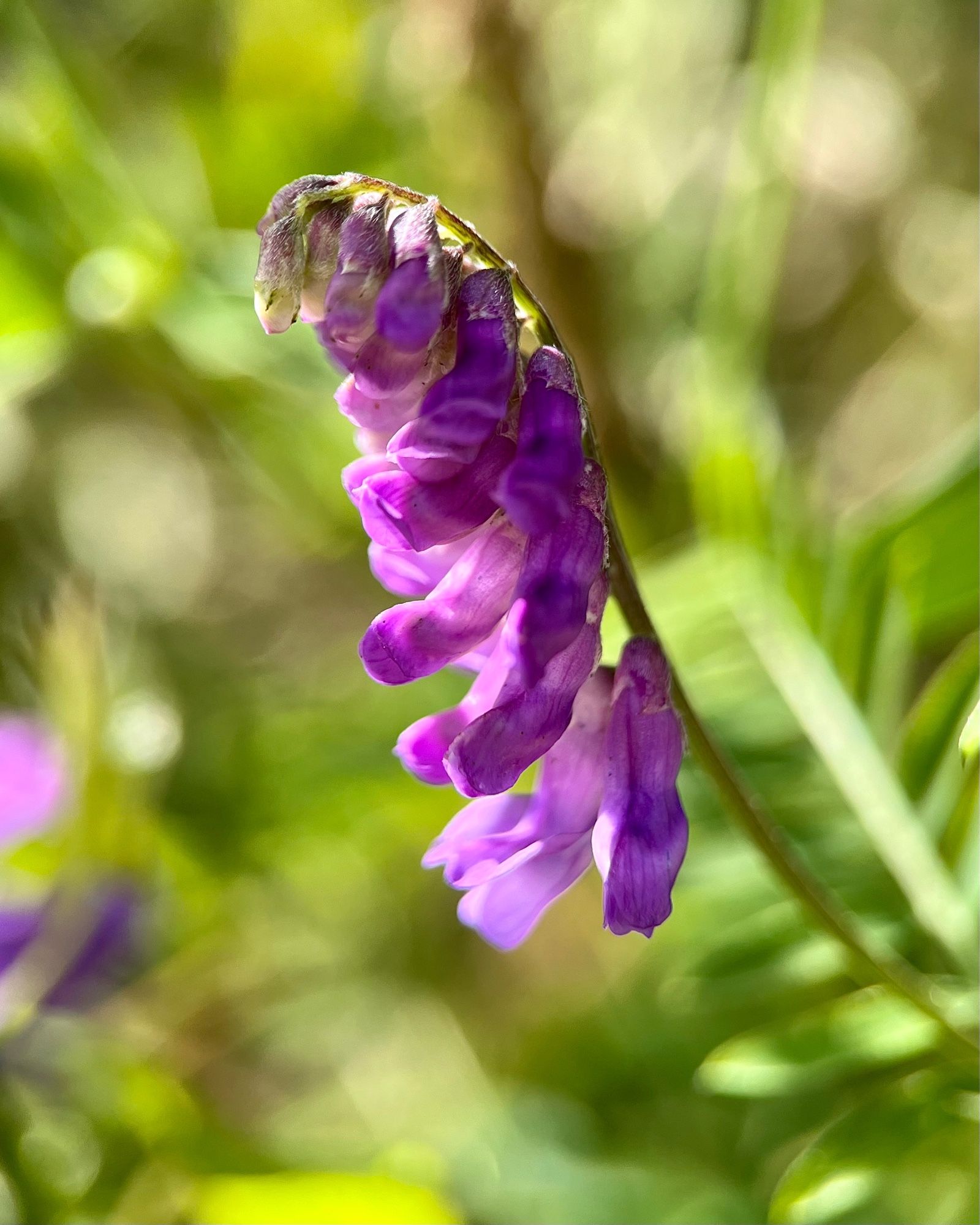 Soft focus shot of tufted vetch in dappled sunlight. It has delicate tufts of cascading pea-shaped violet-purple flowers growing one-sided from a slanted stem. Softly blurred narrow oblong green leaves are visible behind it in the background.