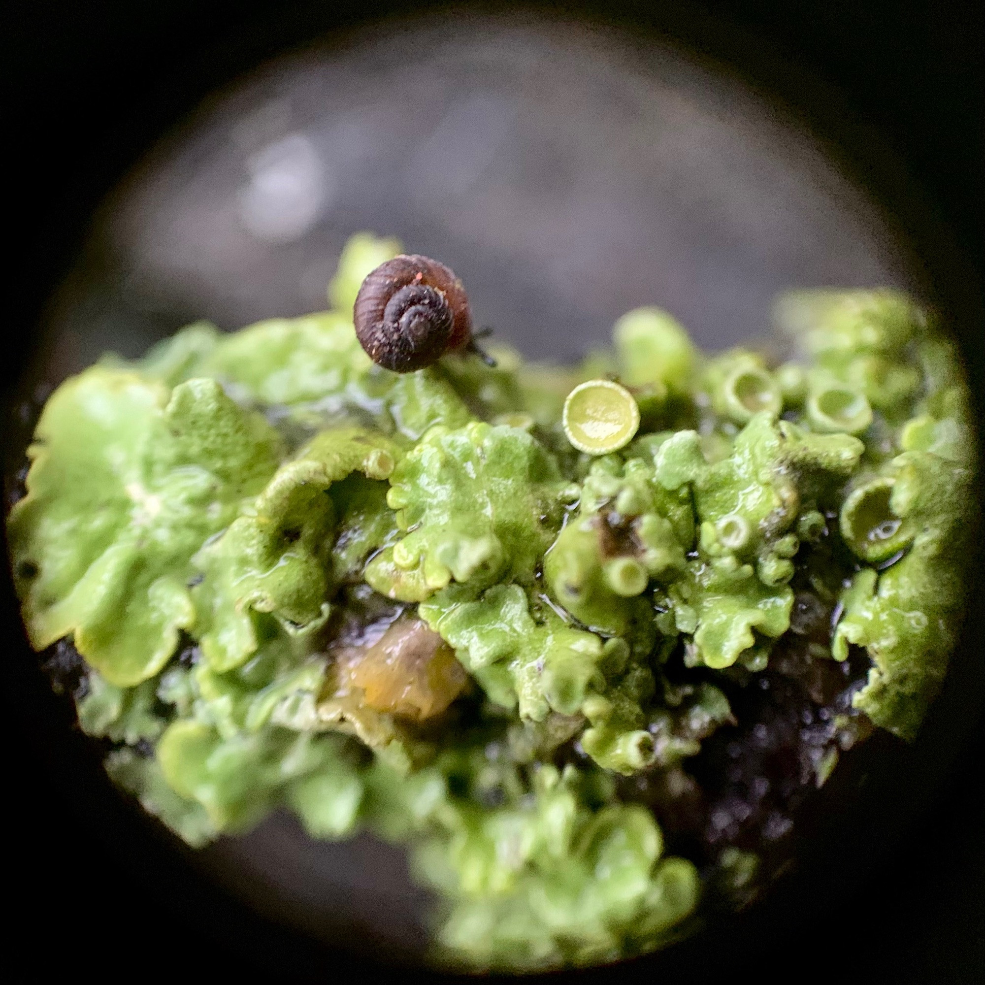 A minuscule snail with a deep brown shell and dark grey tentacles is moving along a patch of wet green foliose lichen on a stick. The lichen has wavy leafy lobes, yellowish edges and a bunch of fruiting cups scattered around.