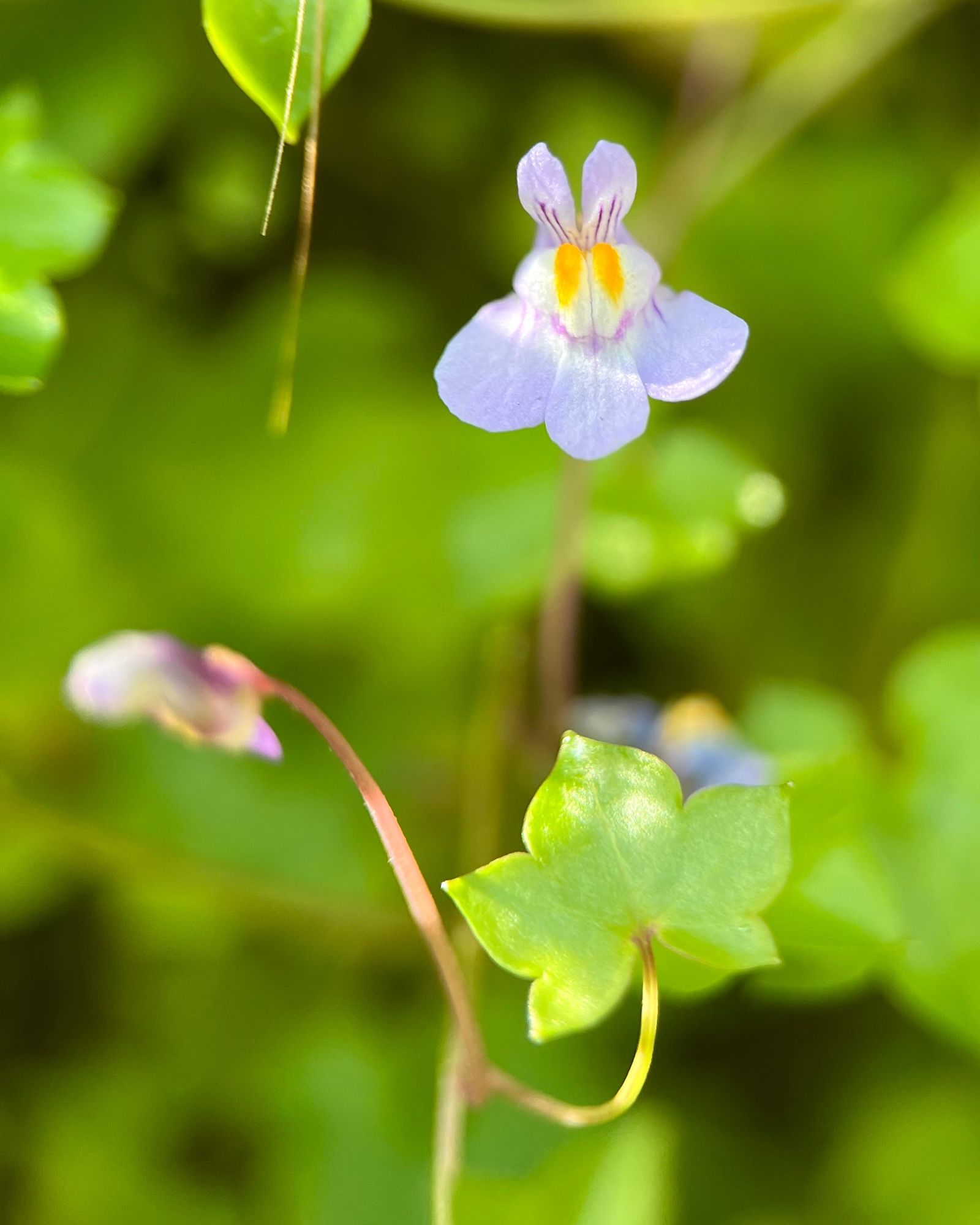 Closeup of ivy-leaved toadflax with a focus on one of the tiny lilac flowers. It has two white cushion shaped parts in the middle with two yellow spots looking like eyes. The three lower lobes of the flower are spreading while the two upper ones stand up like bunny ears, with rounded ends and dark purple lines. Below on the narrow reddish stem there’s a small, heart-shaped, ivy-like green leaf.