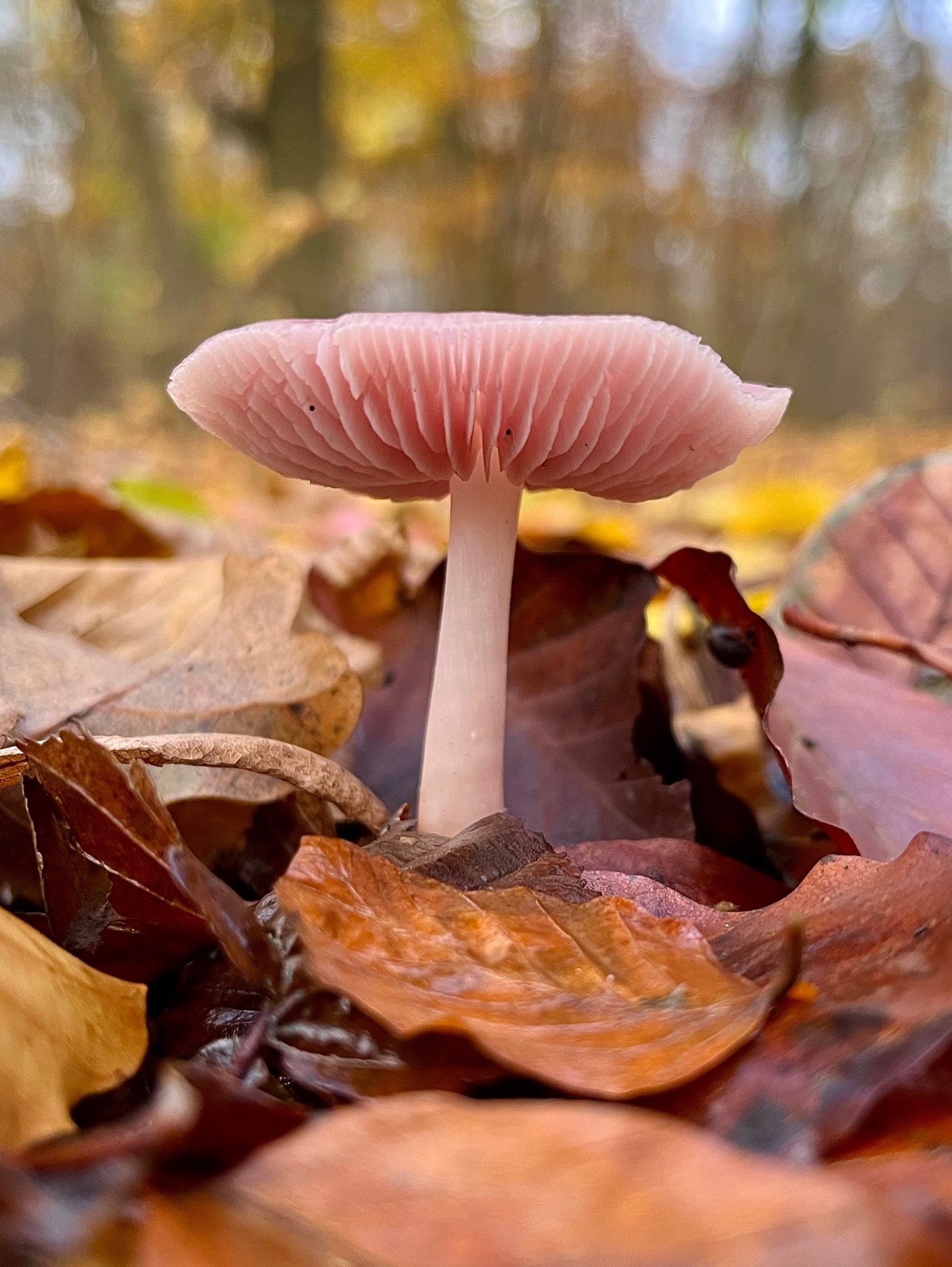 Low angle view of a rosy bonnet mushroom with a curled-up pink cap highlighting its pink gills and a tapered pale pink stem growing through a carpet of orange and brown leaf litter on a forest floor. Trees with yellow leaves out of focus in the background.