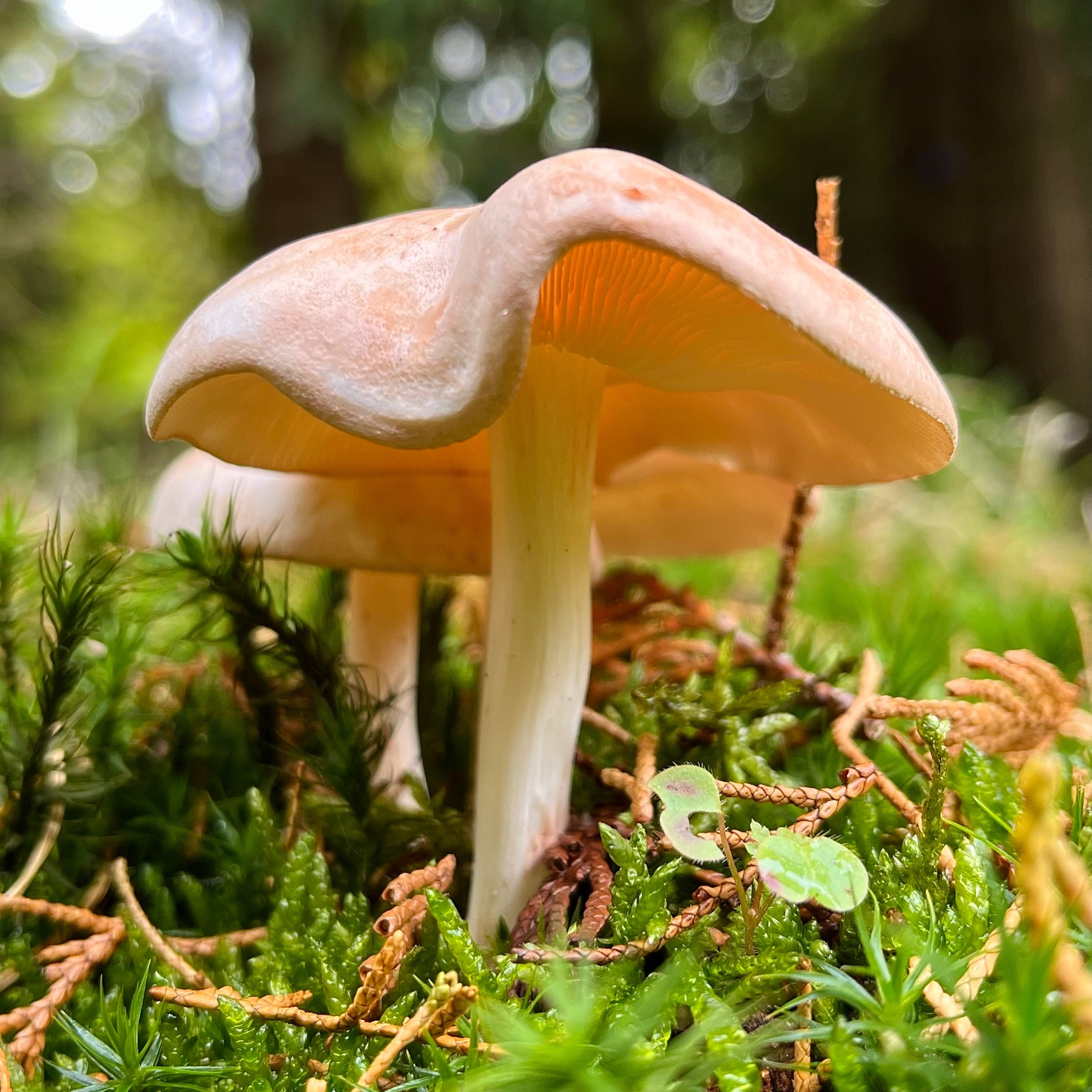 Low angle view of a mushroom with a beautiful wave in its convex cap exposing some of the flowing gills underneath, growing among moss and pine duff on a forest floor. The cap is a mottled light orange and white and its white stipe is smooth with a slight curve. Two similar mushrooms are closely positioned behind it. Blurred bokeh trees in the background.