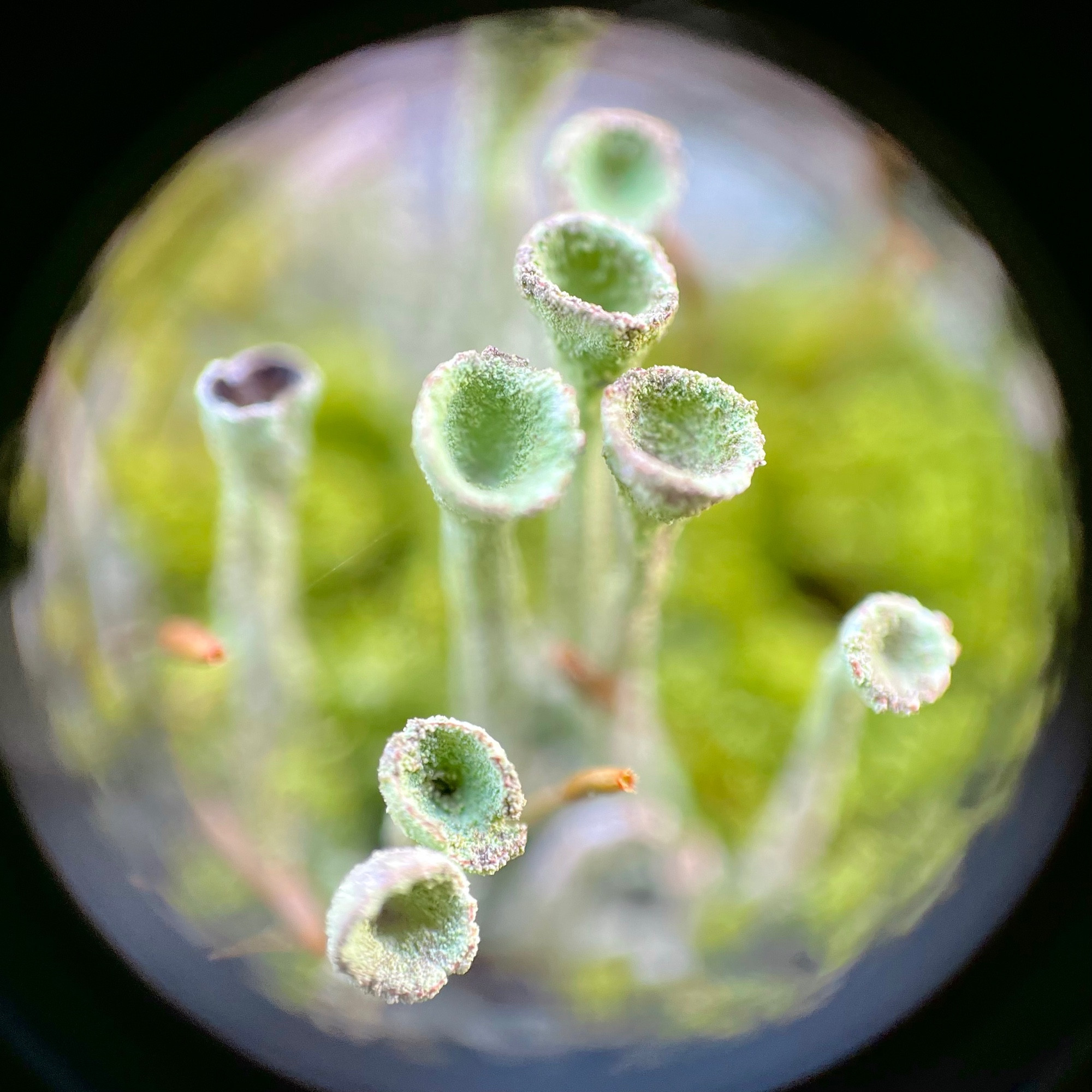 Macro shot of a group of pixie lichen cups, covered in granules, and with tall, windy stalks gradually flaring into a pastel green cup with reddish rims. Blurred moss in the background.