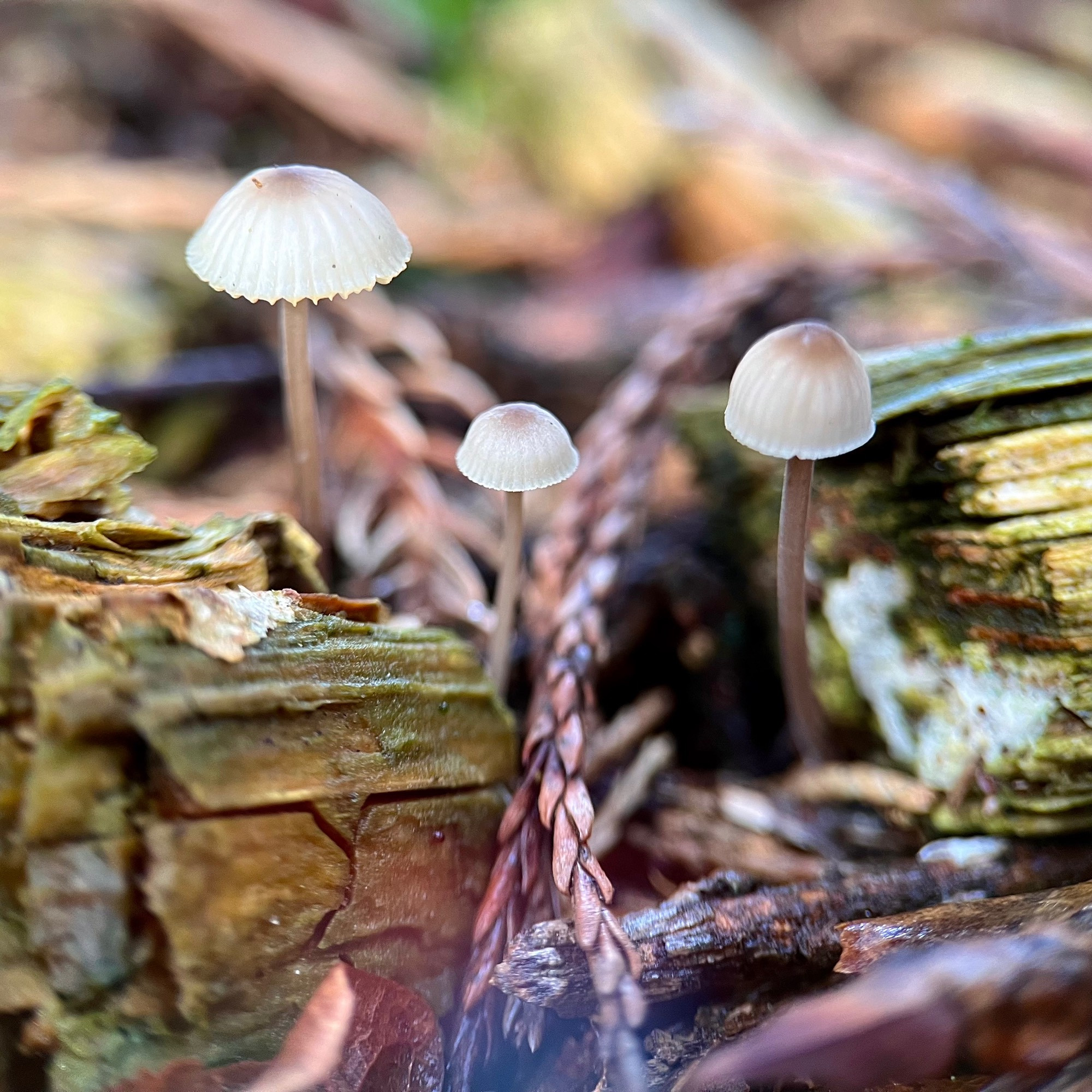 Three tiny bonnet mushrooms grow out of pine tree duff in between rotting sticks on a woodland floor. They have bell-shaped caps with a brown center fading to light brown and white on the edge, and tall brown stems. All the textures and purplish, brown and yellow-green colors give the scene a comfy mood.