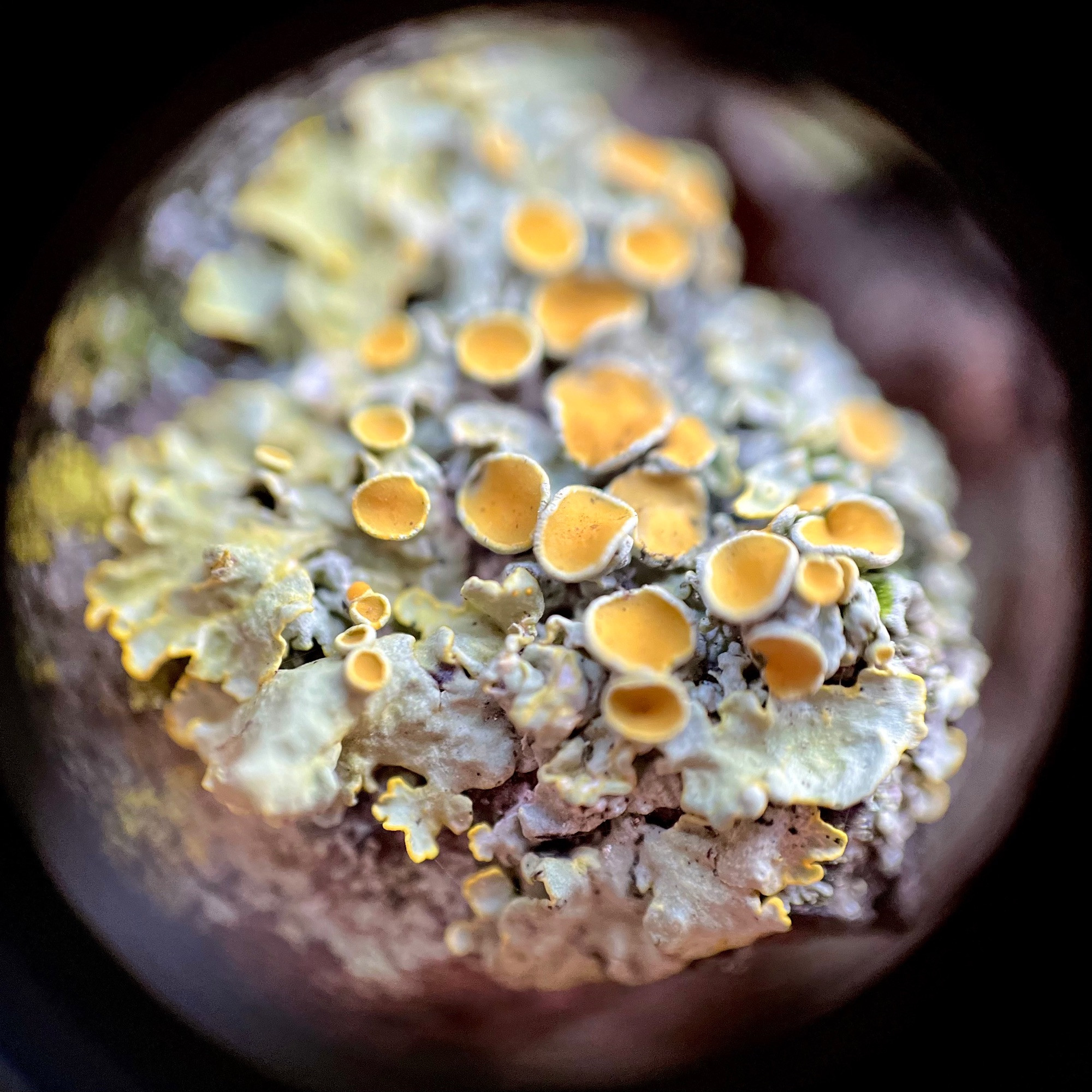 Macro shot of maritime sunburst lichen, a cluster of fruiting cups with an orange interior and thin, light grey rims sticking out above a base of leafy, grey lobes with a yellow rim.