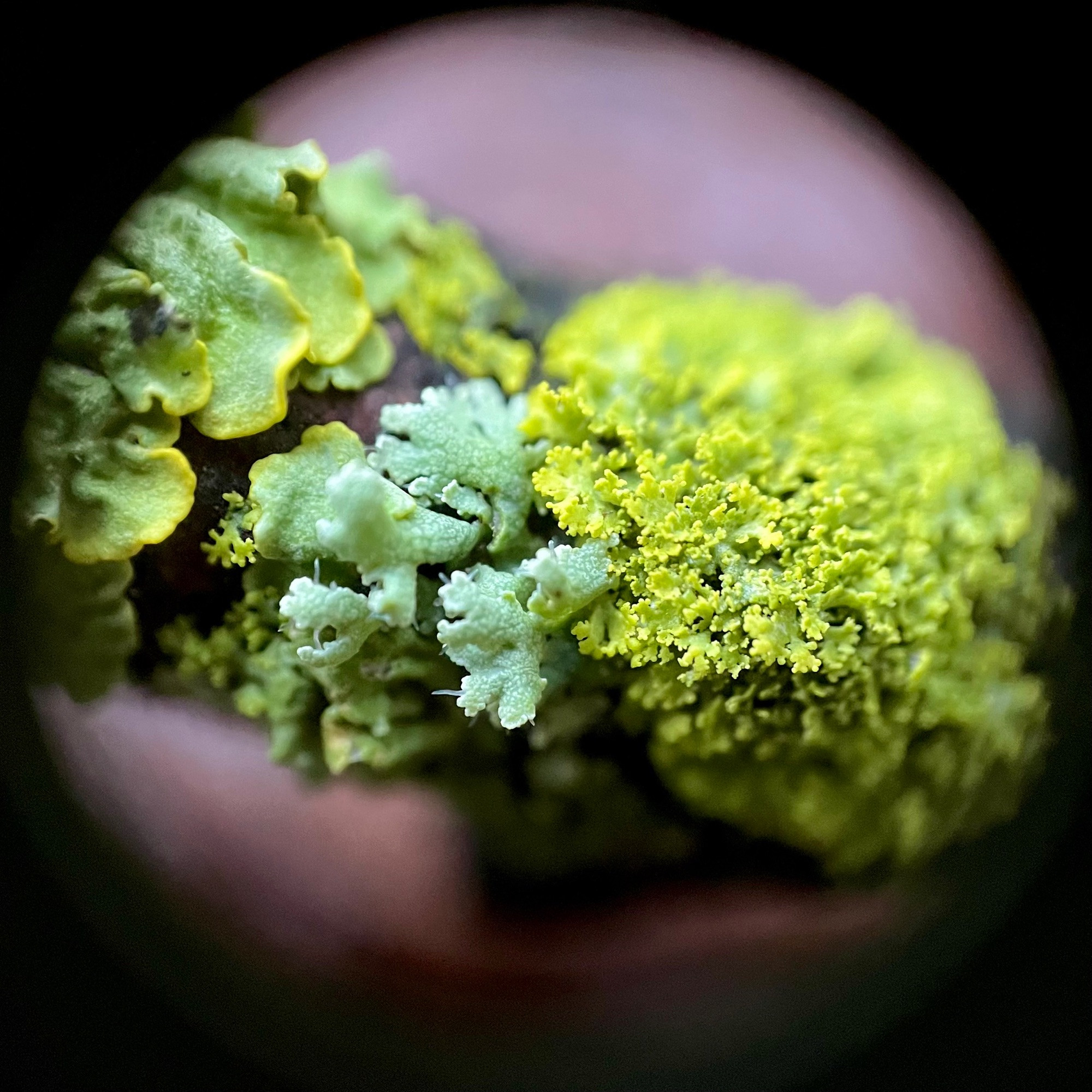 Macro shot of three variations of foliose lichen growing on a stick. First one with big leaf-like lobes and yellowish rims, in the middle a mint one with scaly lobes and translucent spikes, and last a big bright yellow-green patch with tiny curly leafy lobes resembling moss.