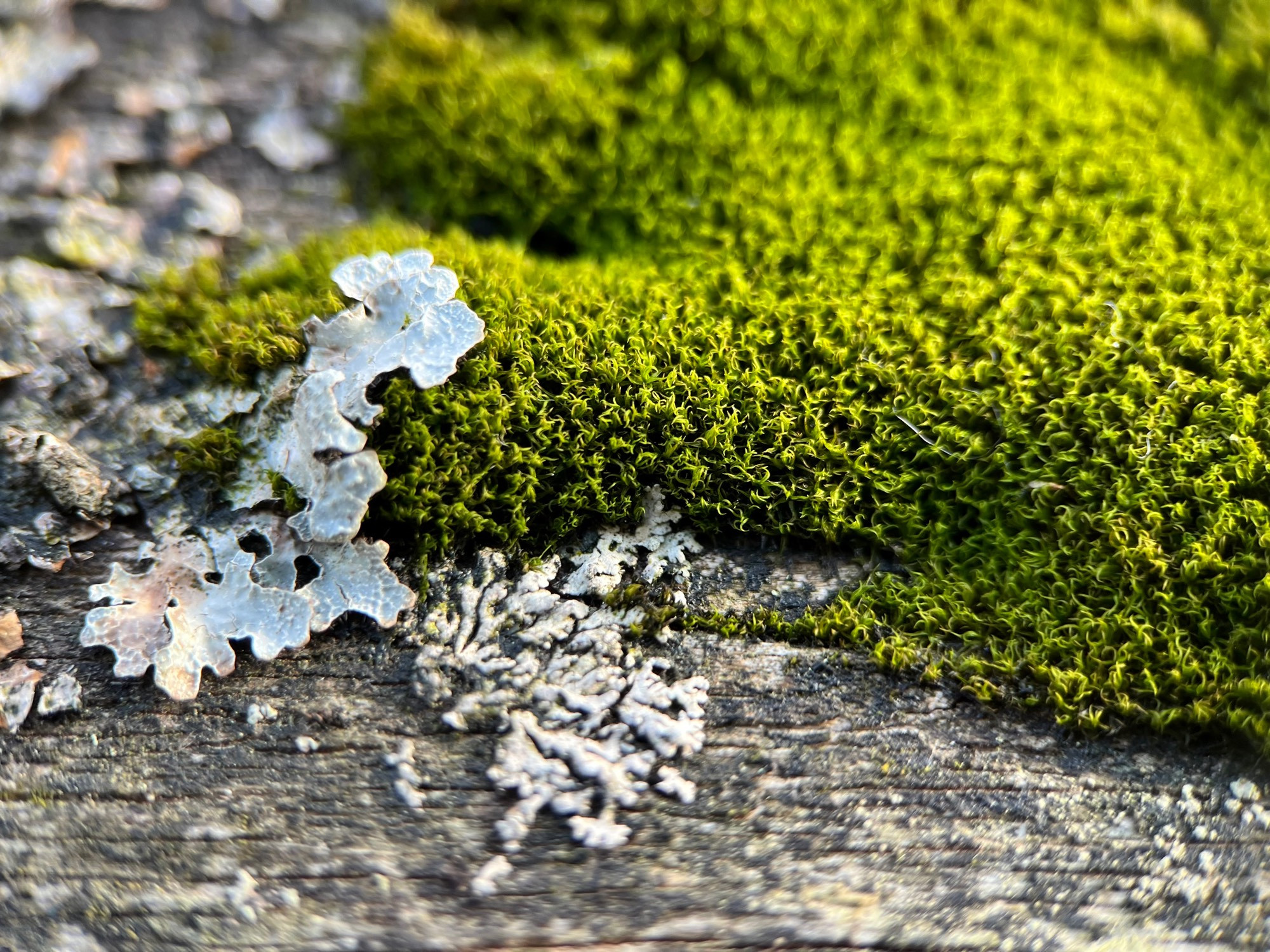 A few leaf-like angular lobes of pale bluish-grey Parmelia shield lichen are starting to grow over top of some pillowy moss shaped like a hand. It looks like the lichen is touching the index finger of the moss hand.