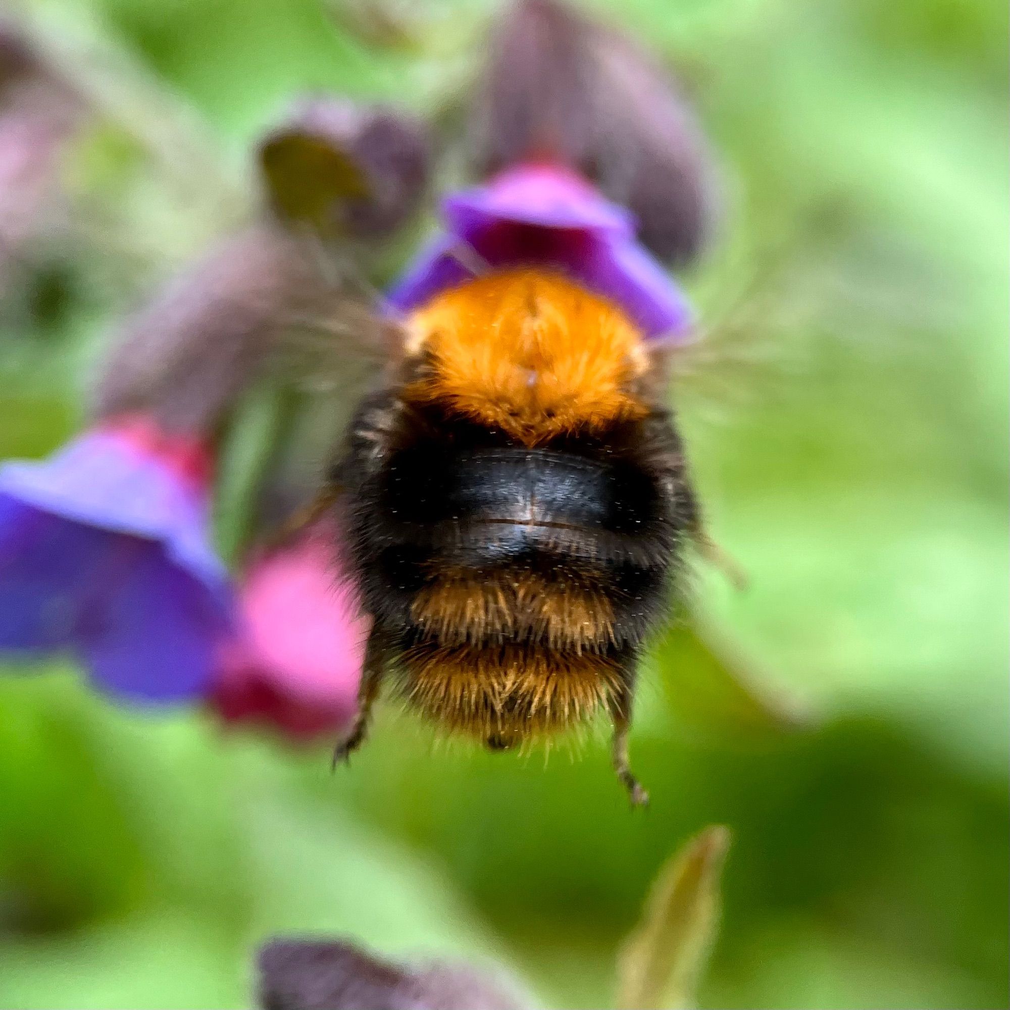 A bumblebee with a fuzzy orange back and a thick black band and stripes on its orange tail is hovering mid-air in front of a small purple-pink lungwort flower against a green background. Its legs go straight down making it look quite cute and chubby.