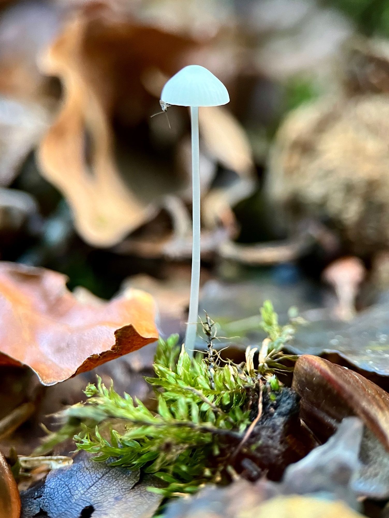 A single tiny mushroom with a very long, hollow white stem and a glowing white, conical cap grows through a patch of moss on a forest floor covered in leaf duff. There’s a minuscule fungus gnat with long antennae perched upside down on the edge of the cap.