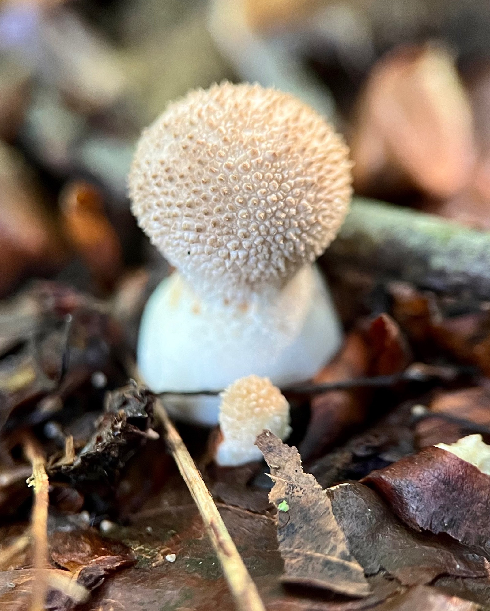 Focus shot of a gem-studded puffball mushroom and a very tiny baby puffball growing on a woodland floor covered in brown leaf duff. The big one has a perfectly spherical light brown top covered in short spiny bumps tapering to a stout white stalk. The baby version has a light beige top with cute little bumps. They look like two adorable characters.