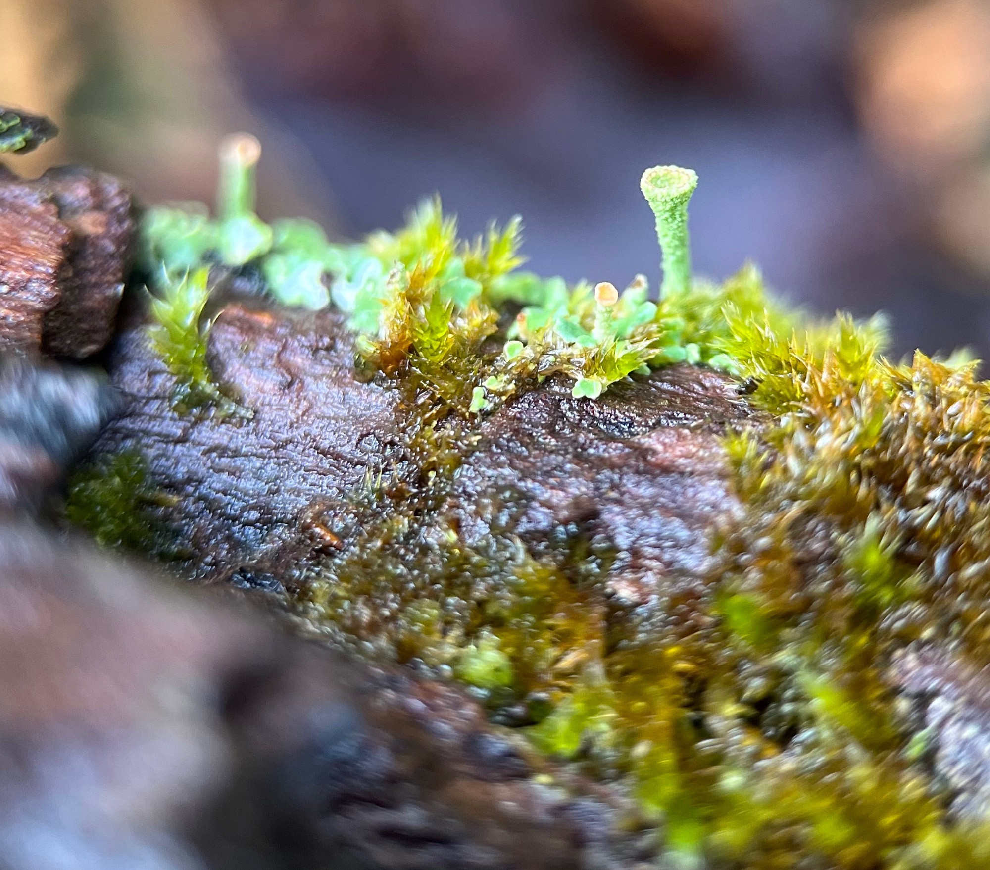 Macro shot of a few aquamarine pixie cup lichen growing on top of a rotting branch covered in wet moss. The pixie cup in focus has a tall stalk gradually flaring into a goblet-shaped cup and is covered in granules. A tiny baby pixie cup below it has a pastel orange rim and interior. They grow from a base of vivid leafy lobes.