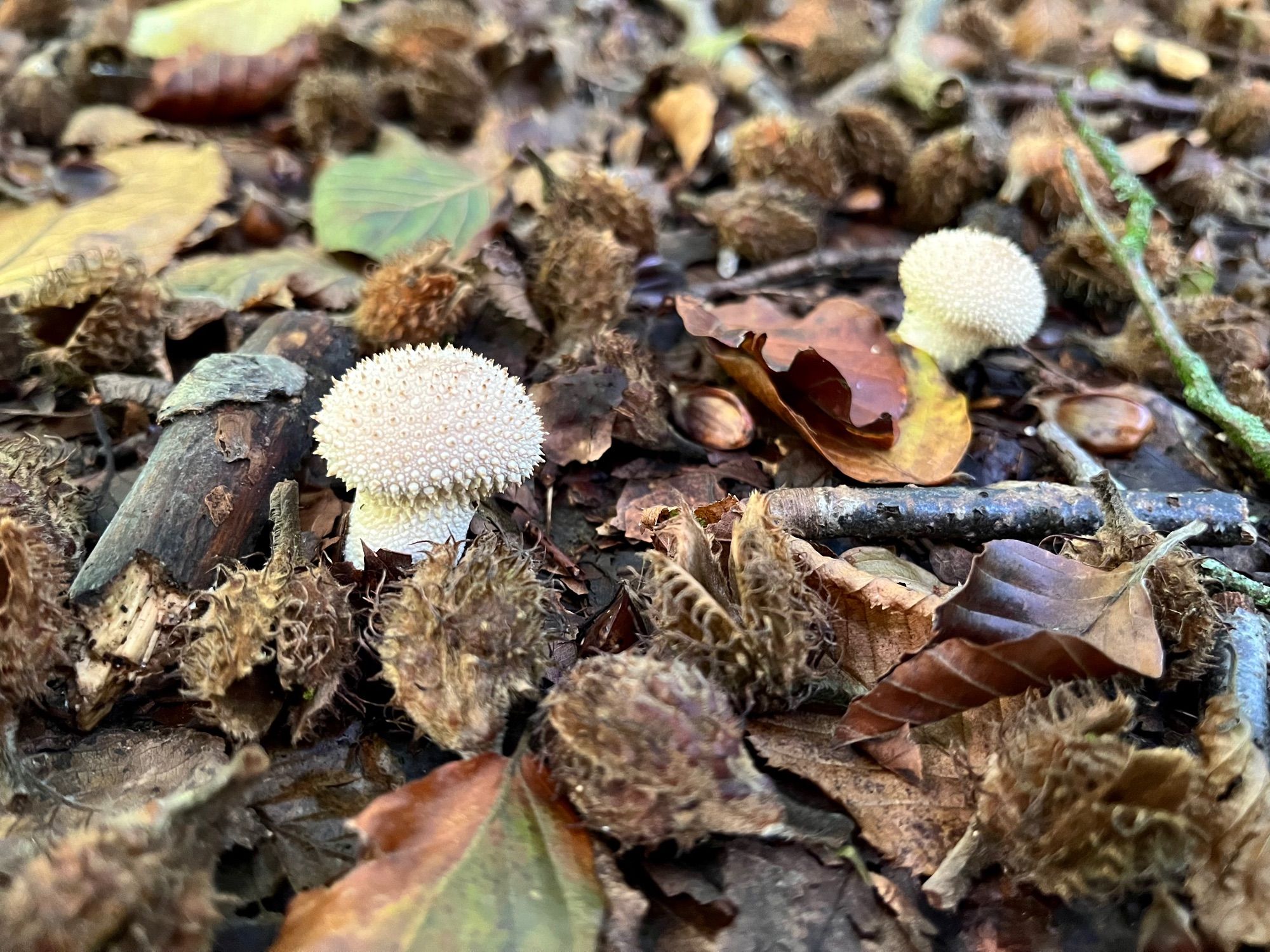 Distanced shot of the warted puffball mushroom growing from a forest floor covered in decaying seed pods, fallen leaves and twigs. There’s another puffball in the background.