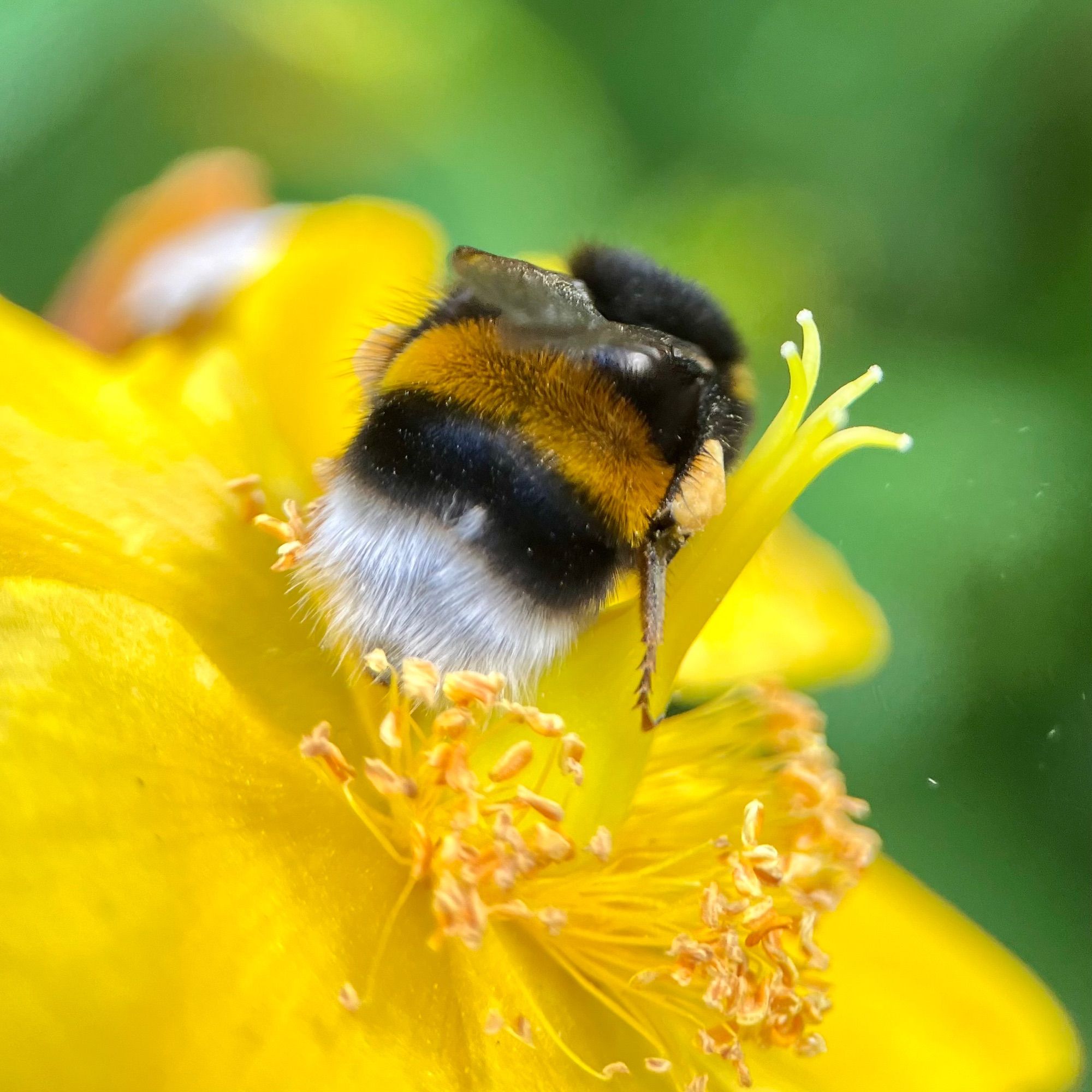 Focus on a black bumblebee’s back with a dark yellow band and a white fluffy tail perched on top of a yellow St. John’s-wort flower. It has pale yellow pollen basket on its hind legs.