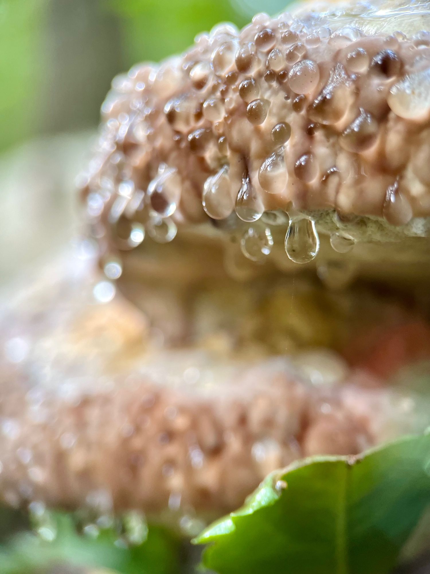 Macro focus shot of a thick, tan-colored edge of a shelf mushroom covered in thick glistening droplets. This curious phenomenon, exuding beads of moisture, is called guttation. Out of focus below is another shelf mushroom with bokeh droplets and a green leaf giving the scene a dreamy feel.