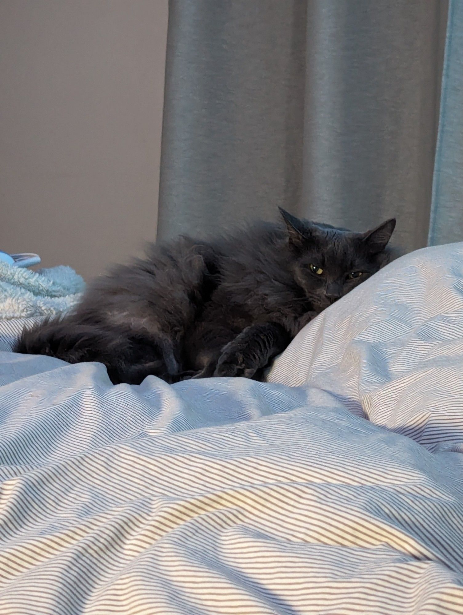 Garrus sleeping on my bed