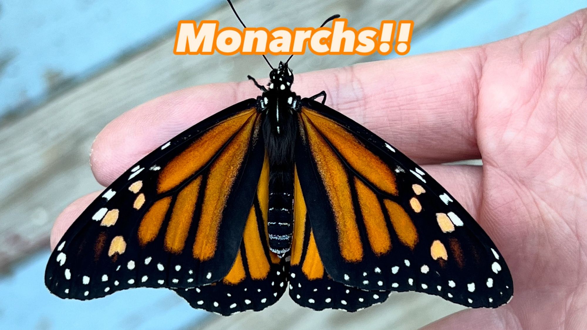 Female monarch butterfly sitting on my hand after hatching.