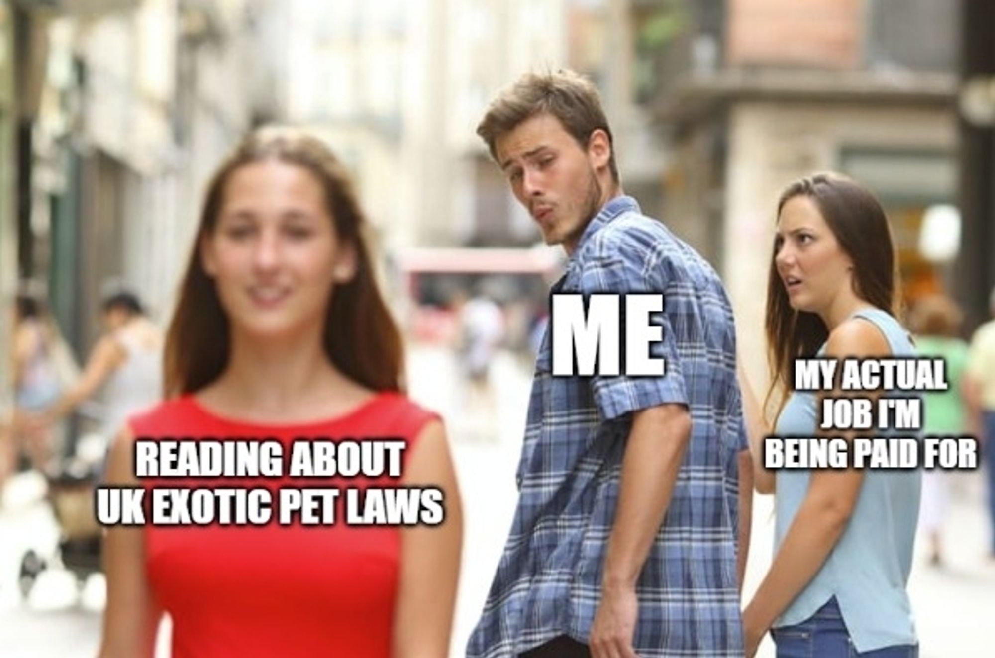 Distracted boyfriend meme, where the boyfriend is labelled 'Me', the girlfriend looking at him in disgust is labelled 'My actual job I'm being paid for', and the woman in the red dress he is looking at appreciatively is labelled 'reading about UK exotic pet laws'.