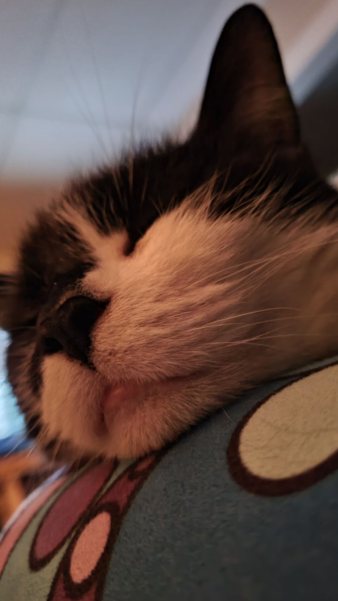 a close up of a tuxedo cat's face asleep. Her nose and wiskers are most prominent in the frame. her chin is resting on a blue + purple patterned towel i have strung across my lap. she is in a dimly lit room with the glowing tv behind her. her eyes are shut tight.