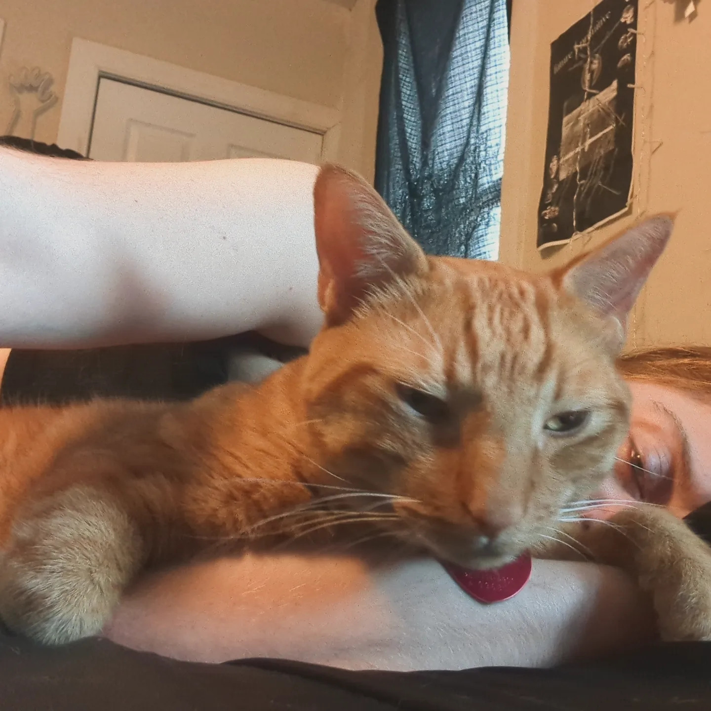 Orange tabby cat waffles cuddles in fox's arms. You can see fox behind the cat. The photo is mildly blurry 