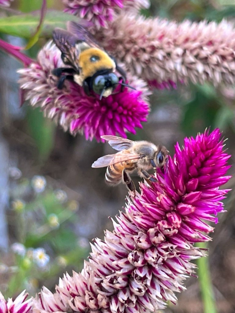 Honeybee on a magenta celosia flower in the foreground, carpenter bee on another celosia flower in the background 