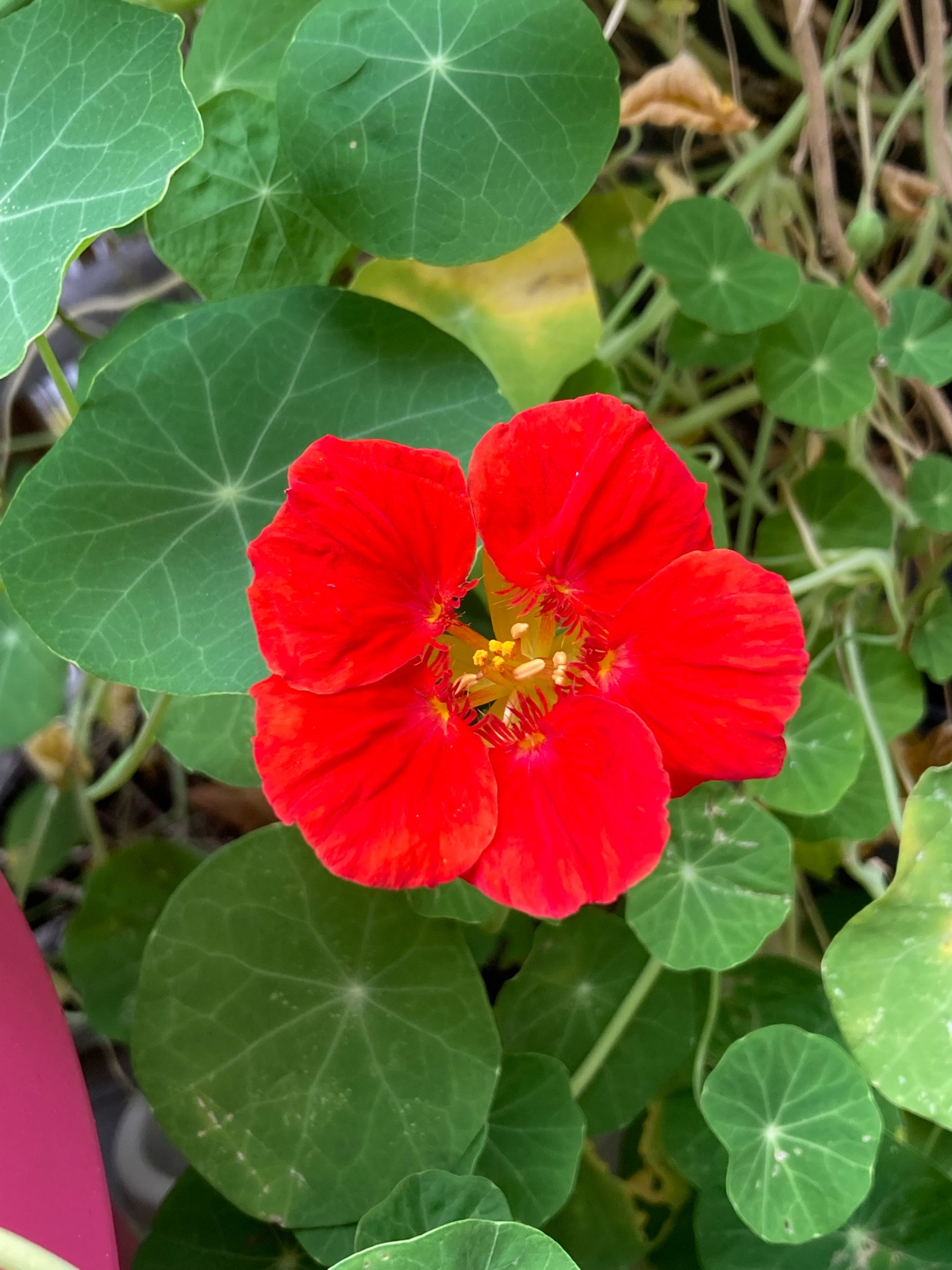 Bright red nasturtium flower with big round light green nasturtium leaves 