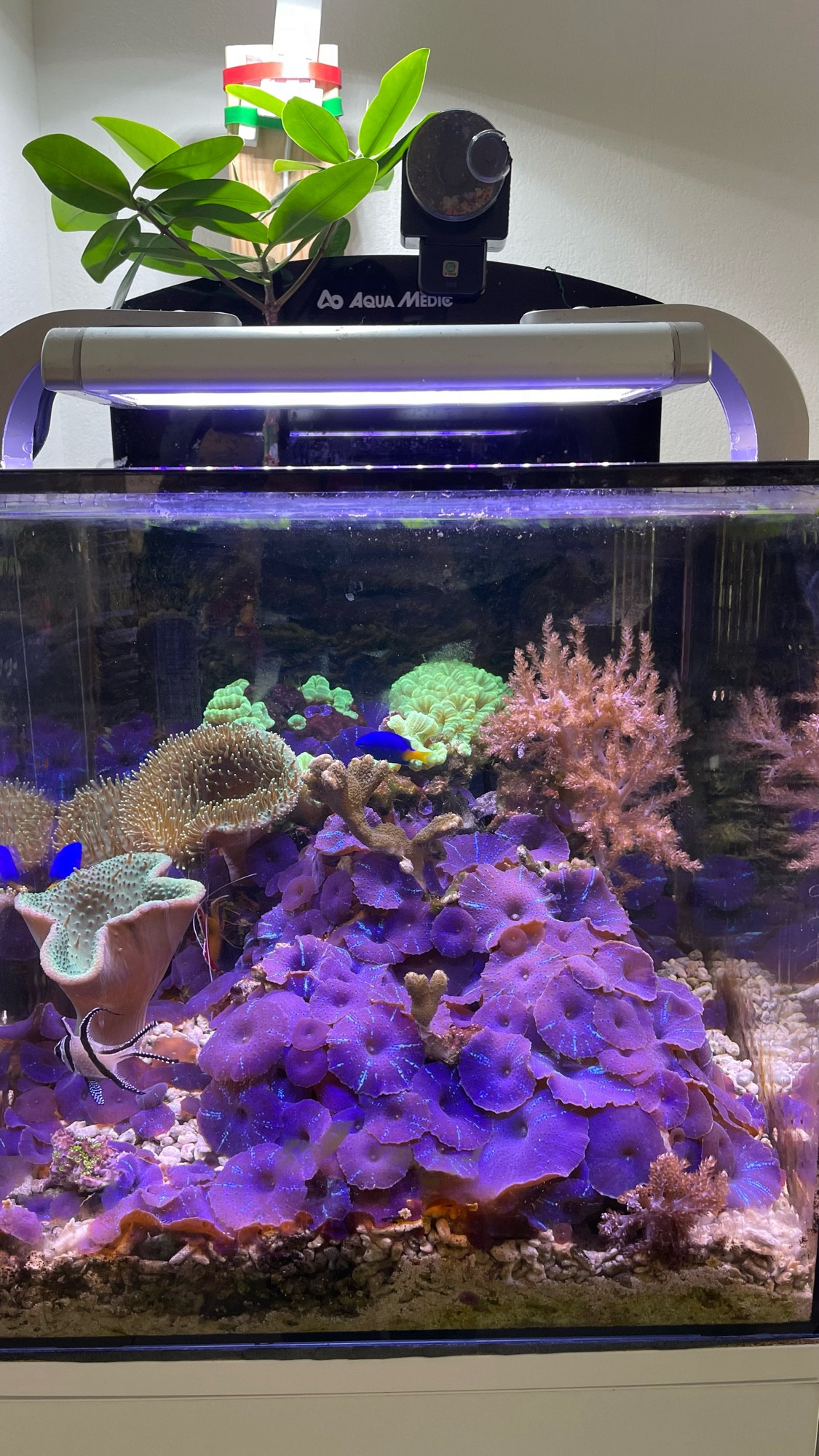 Current picture of my nano reef. Instead of mono colored flat anemones they have beautiful rays of turquoise on their surface.