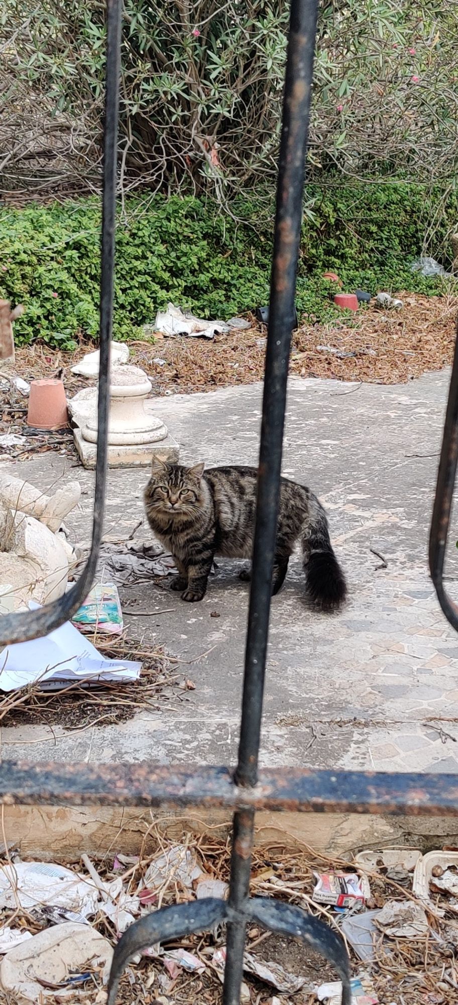 A lovely cat in Malta.