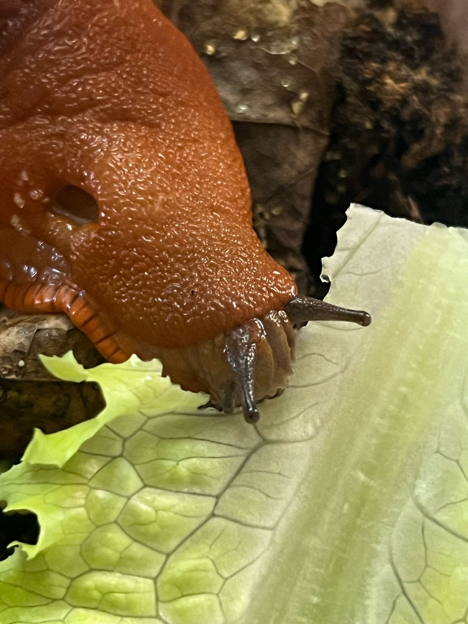 A large orange slug (Arion ater) smeenches delicately upon a luscious lettuce leaf. The slug is textured like the pebbled red cups they used to have at Pizza Hut, and glistens wetly. Same way the cups did from condensation, come to think of it. Man, I miss those cups, but they’re so expensive on eBay.