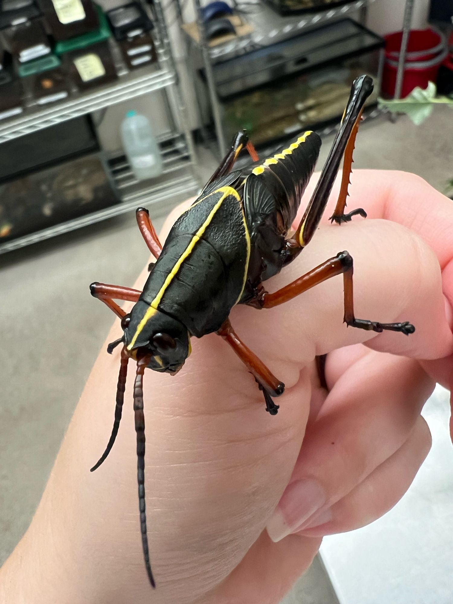 A subadult Eastern Lubber grasshopper exploring a human hand. The grasshopper is very large and dark black, with bright yellow stripes and reddish-brown legs.