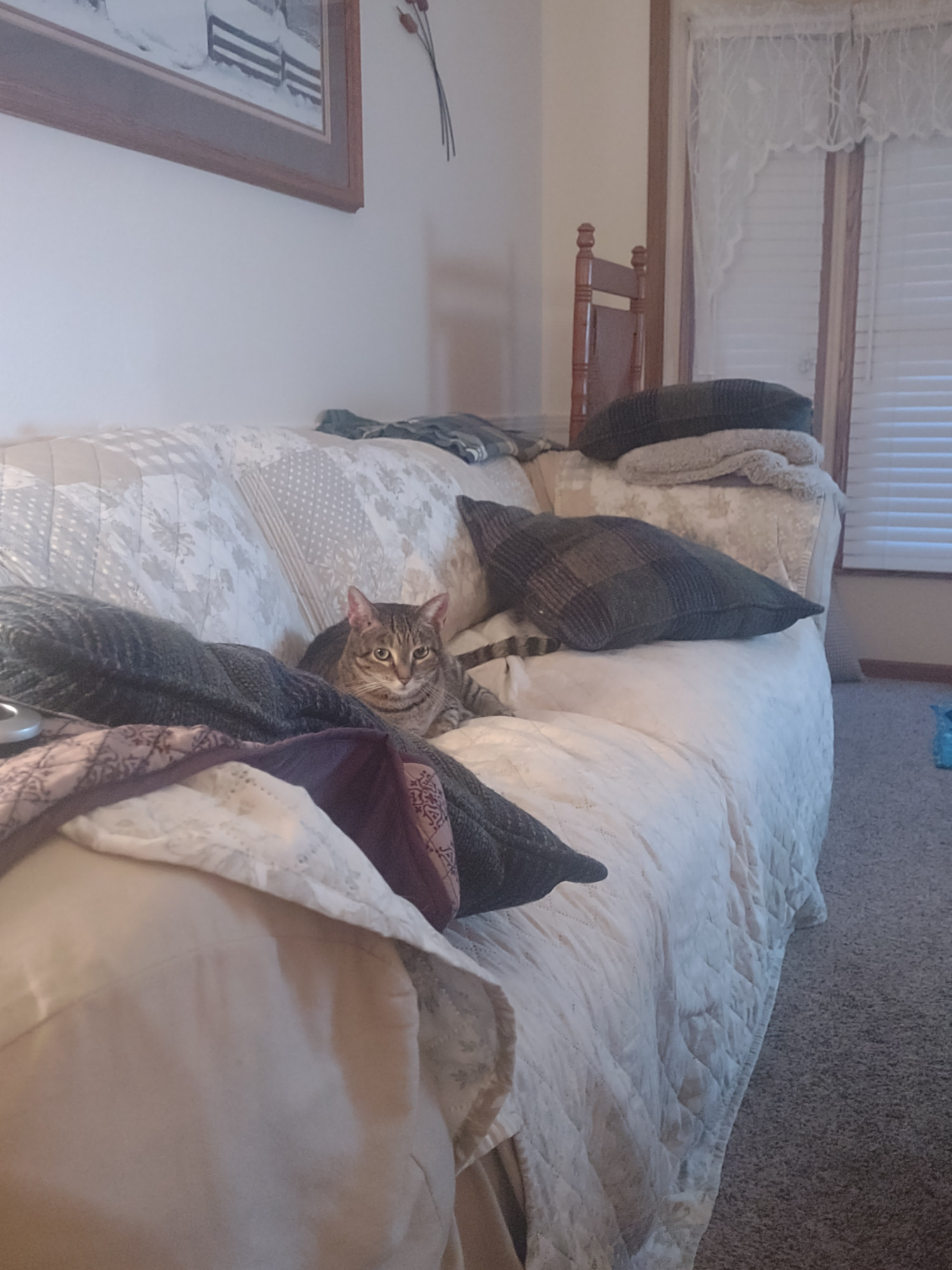 Tabby cat facing camera but looking downward in middle of couch