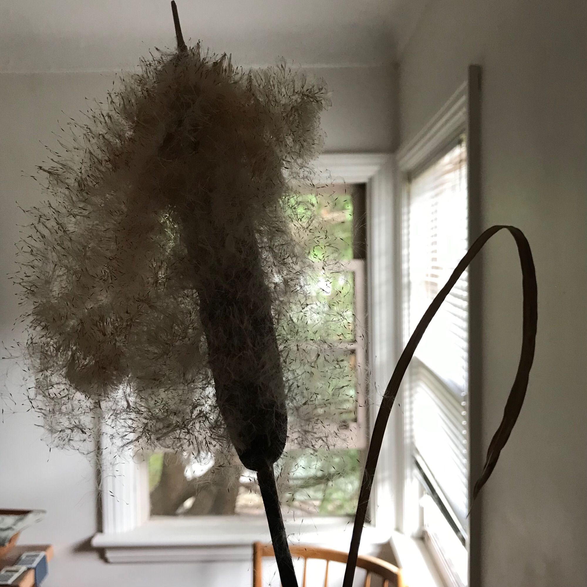 Interior, domestic. Close-up of a bullrush with a nimbus of fuzzy seeds