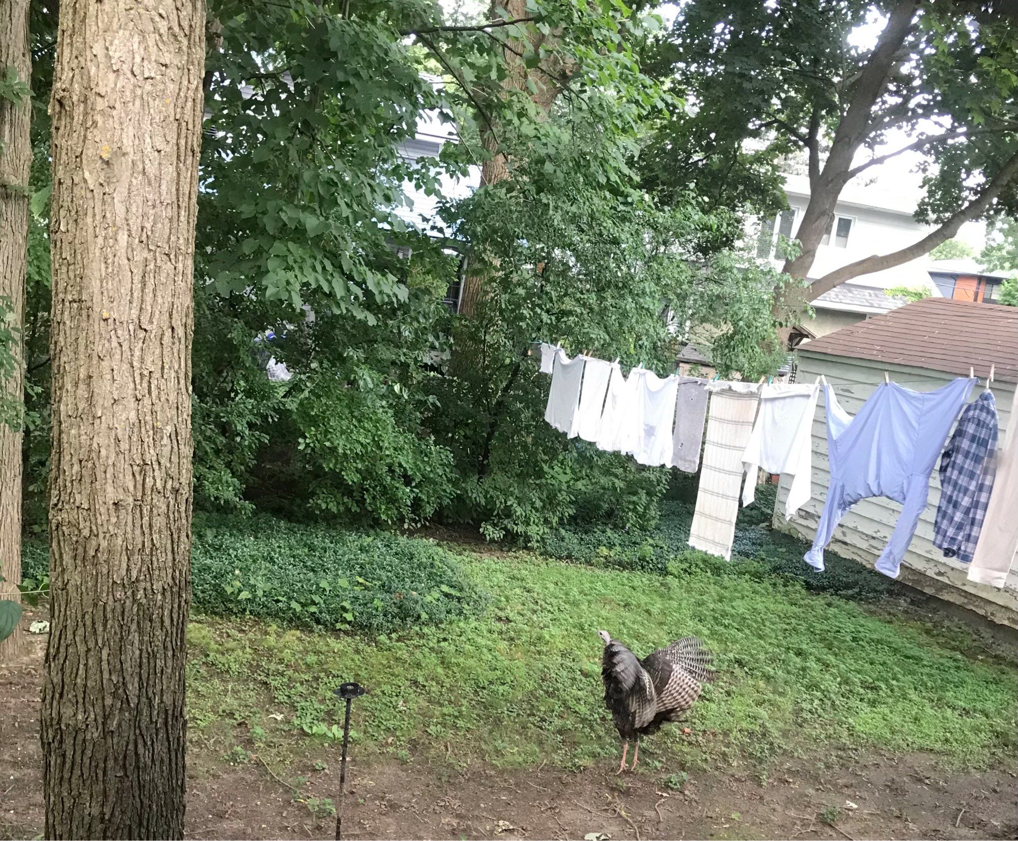 A backyard, a clothesline with laundry drying. In the foreground, a turkey standing tall with wings outstretched.