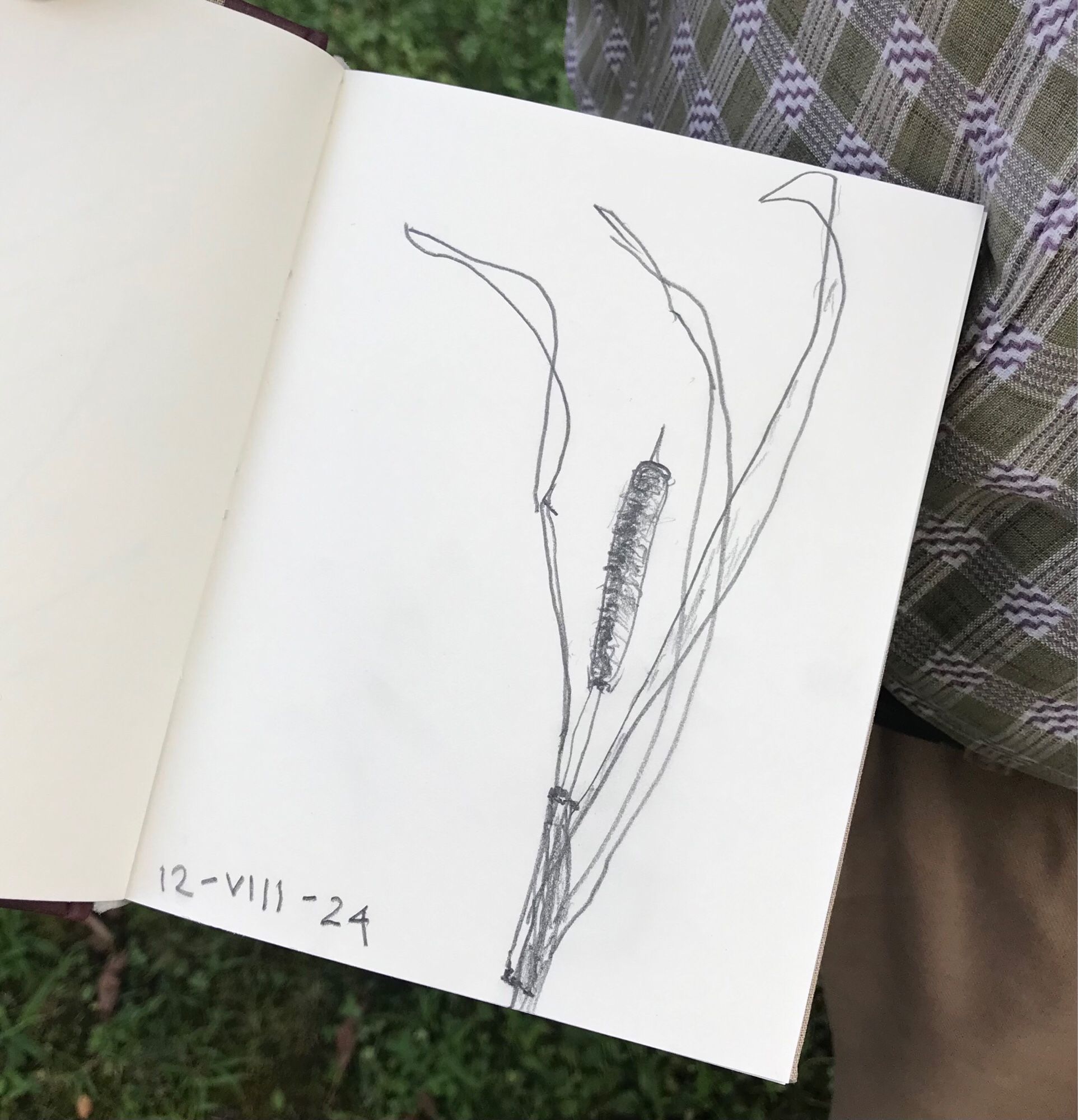 A sketchbook with a simple pencil drawing of a bullrush.