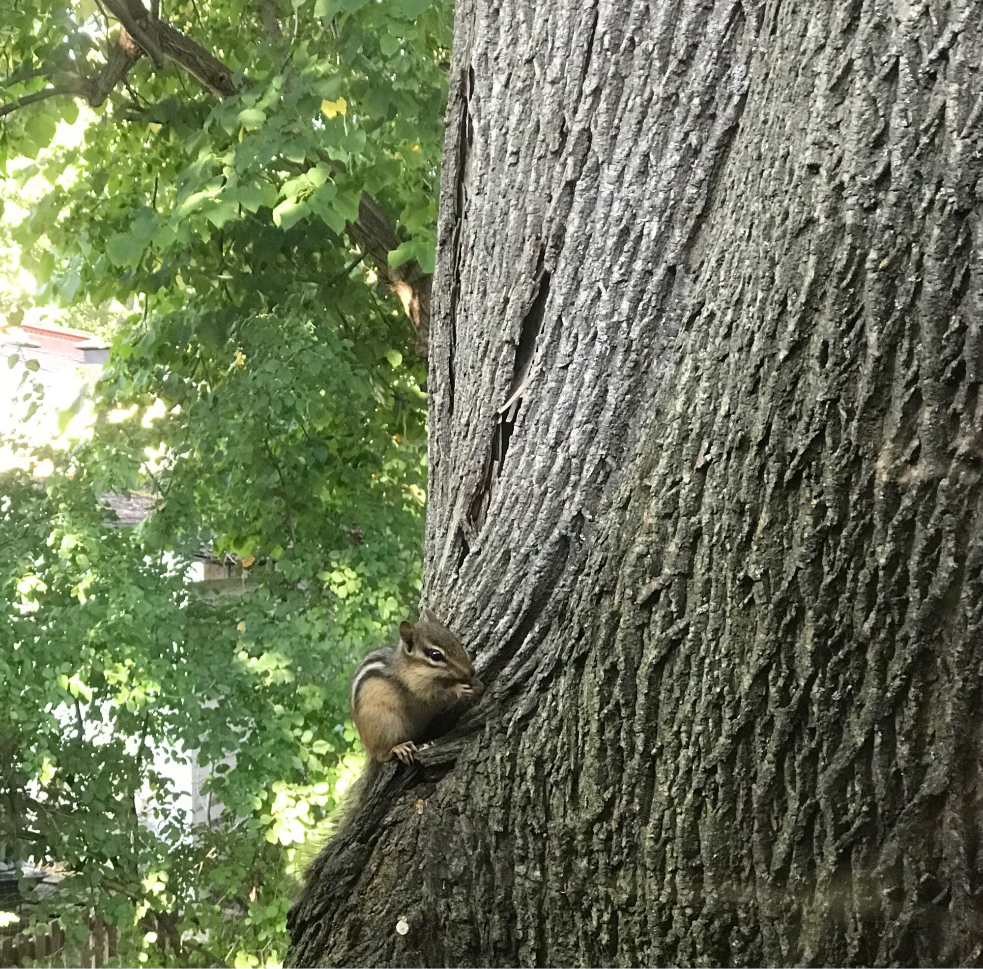 A tiny chipmunk perched on the trunk of a large tree, eating.