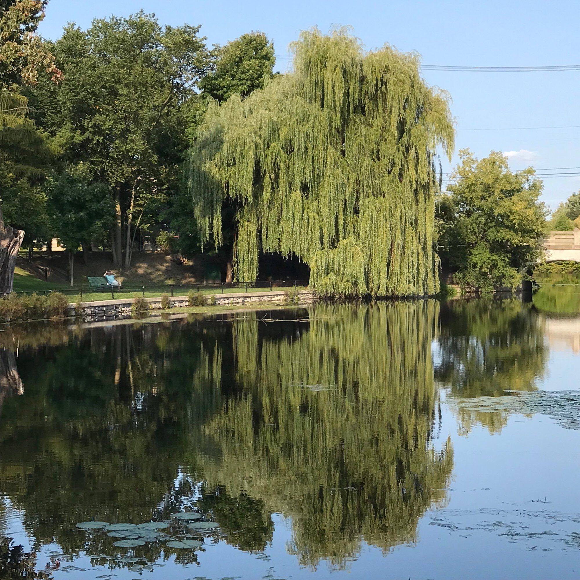 An inlet off the Rideau Canal, Ottawa. A huge old willow tree is reflected in the water.