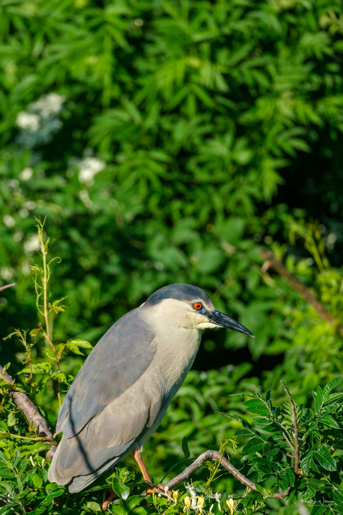 Black-crowned Night Heron (Nycticorax nycticorax)