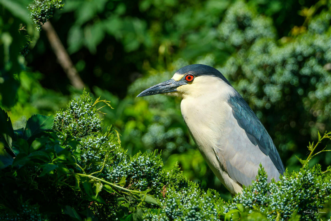 Black-crowned Night Heron (Nycticorax nycticorax)