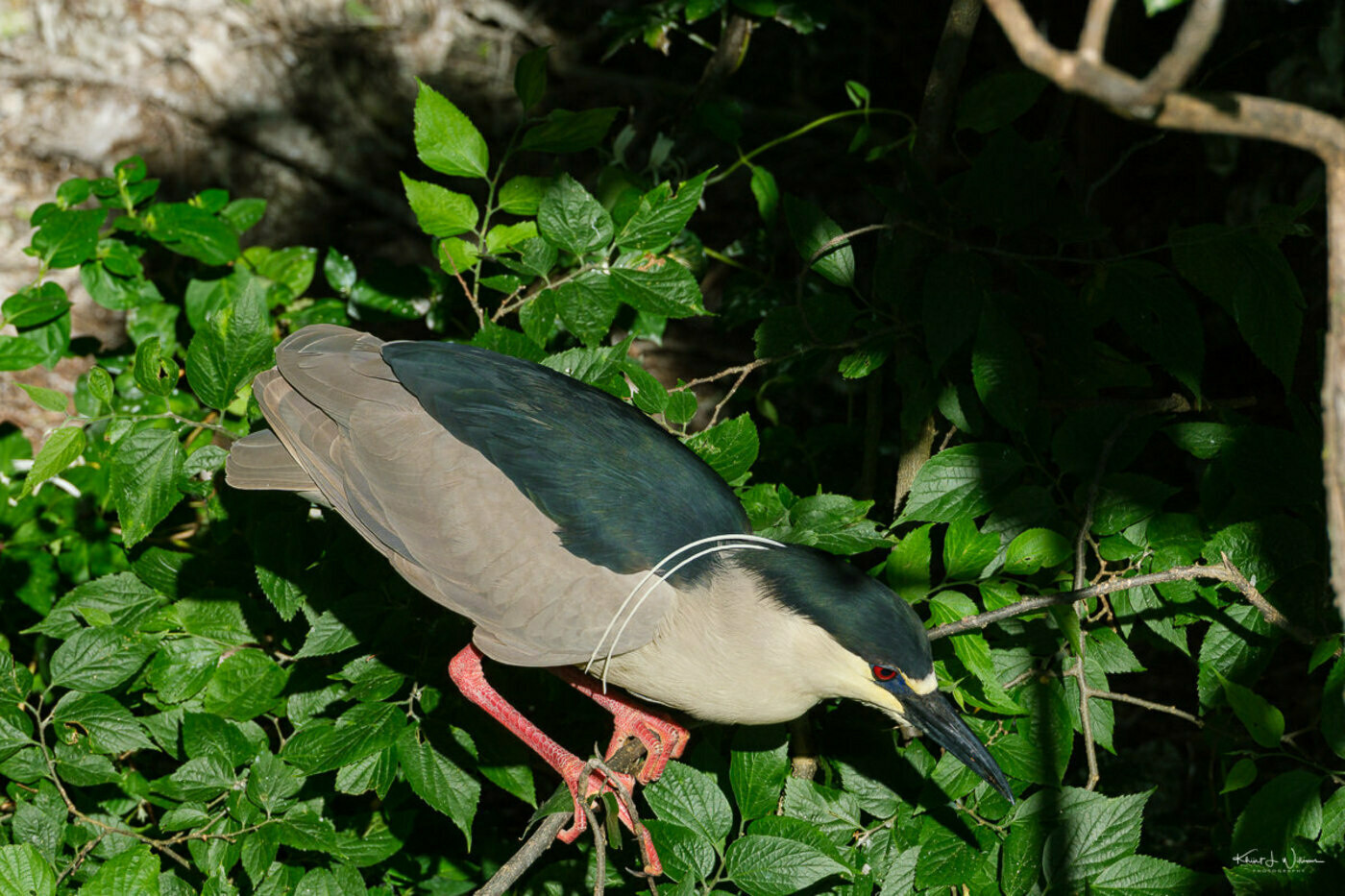 Black-crowned Night Heron (Nycticorax nycticorax)