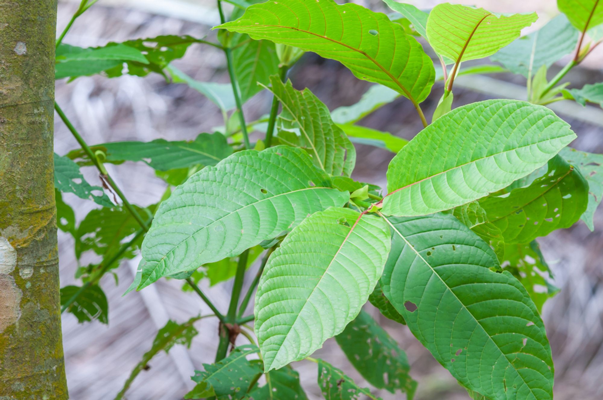 Is Kratom legal