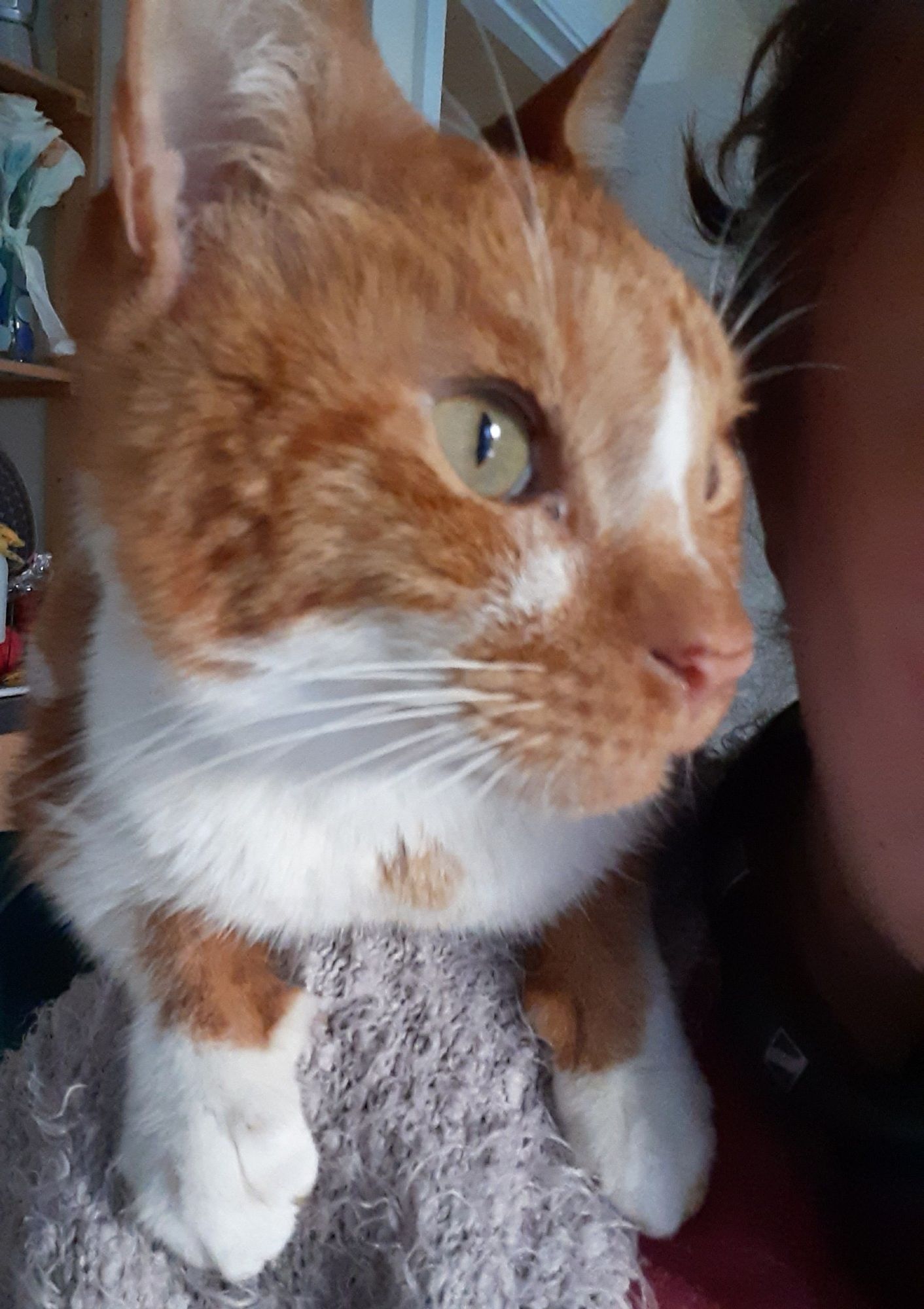 Orange and white cat. He's half-perched on the back of my chair, with his front paws on my shoulder. He's staring past me towards the kitchen window. There are magpies in the garden; he is most concerned