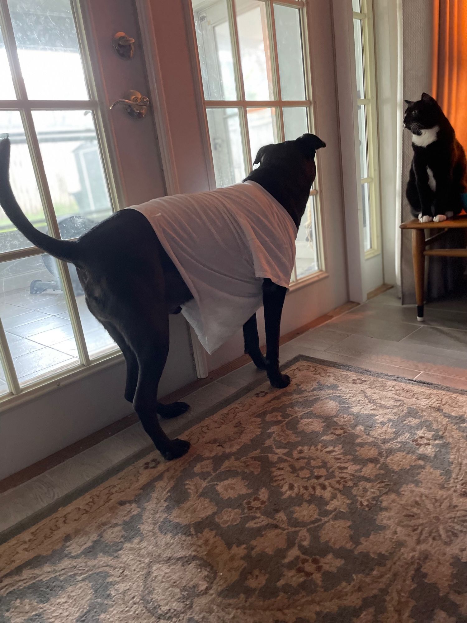 Black dog wearing white cutoff human t shirt stares out glass doors while black and white cat looks on curiously