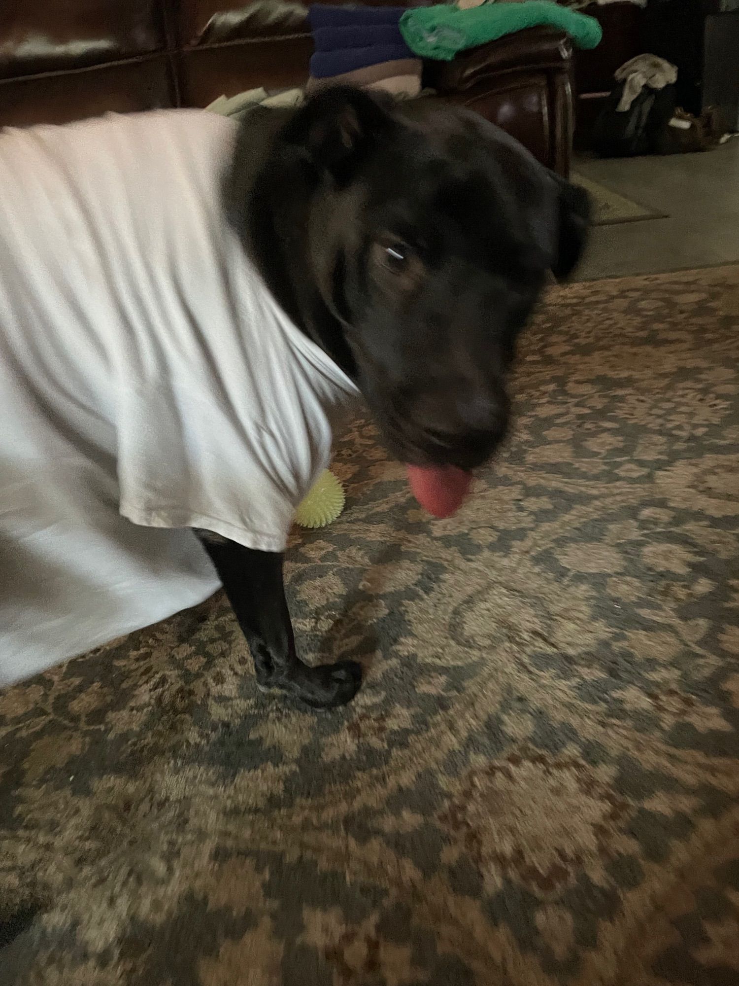 (Blurry photo) Black dog wearing white human t shirt looks to camera, tongue sticking out