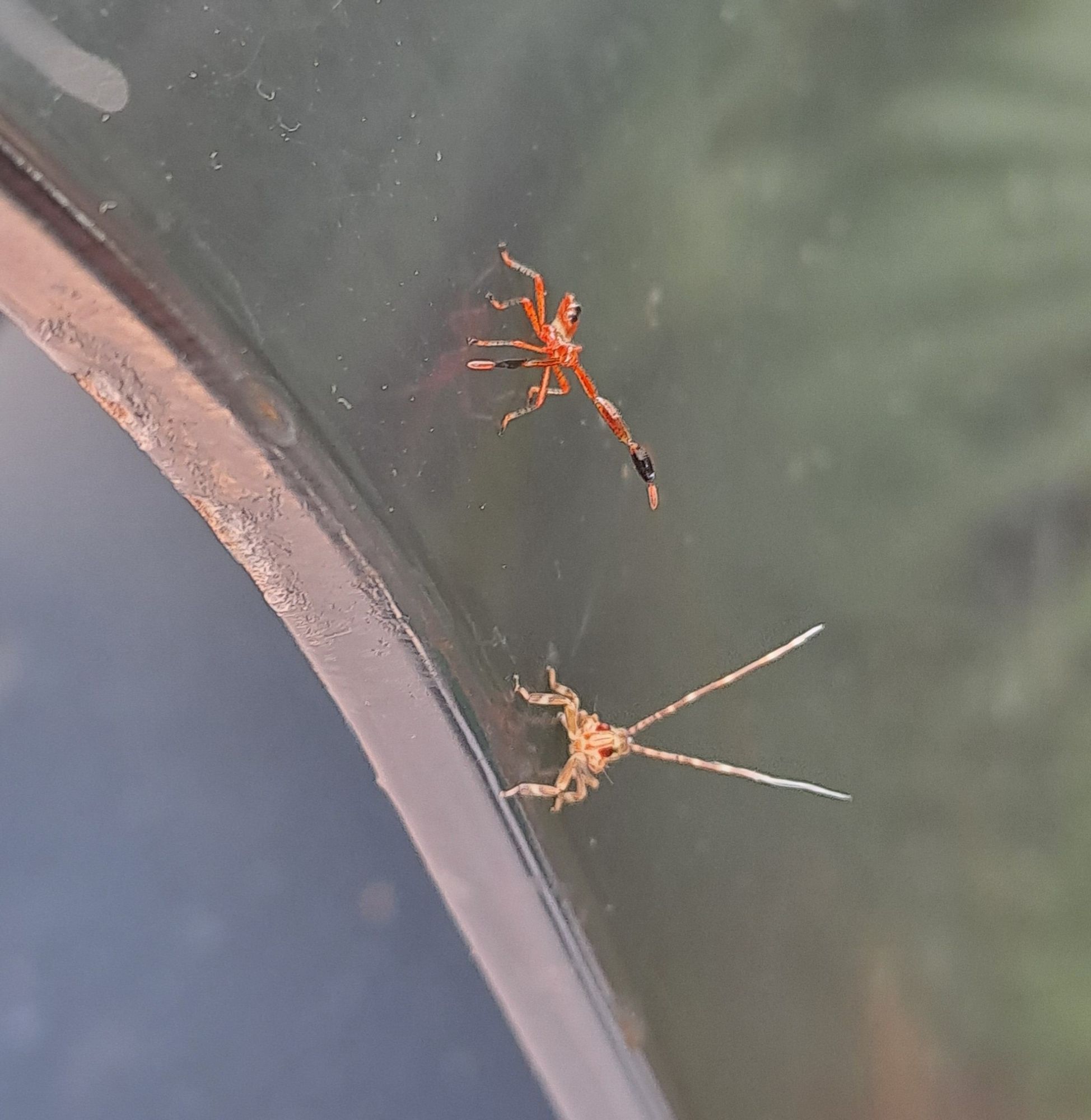 Two unidentified bugs on the edge of the metal cover of a trashbin. One is a bright red with antenna thicker than its legs. The other is a desaturated yellow with white stripes, red eyes, and long thin antenna.