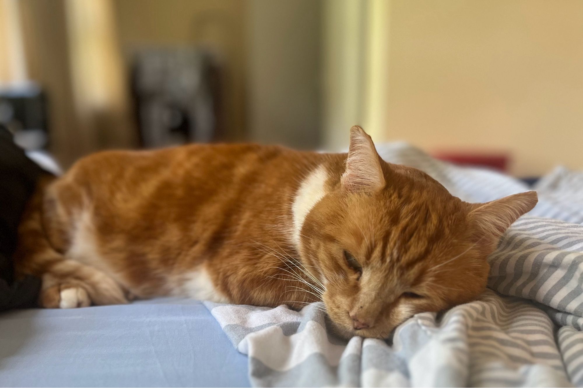 A ginger cat flopped out on a bed, with his head on a striped weighted blanket