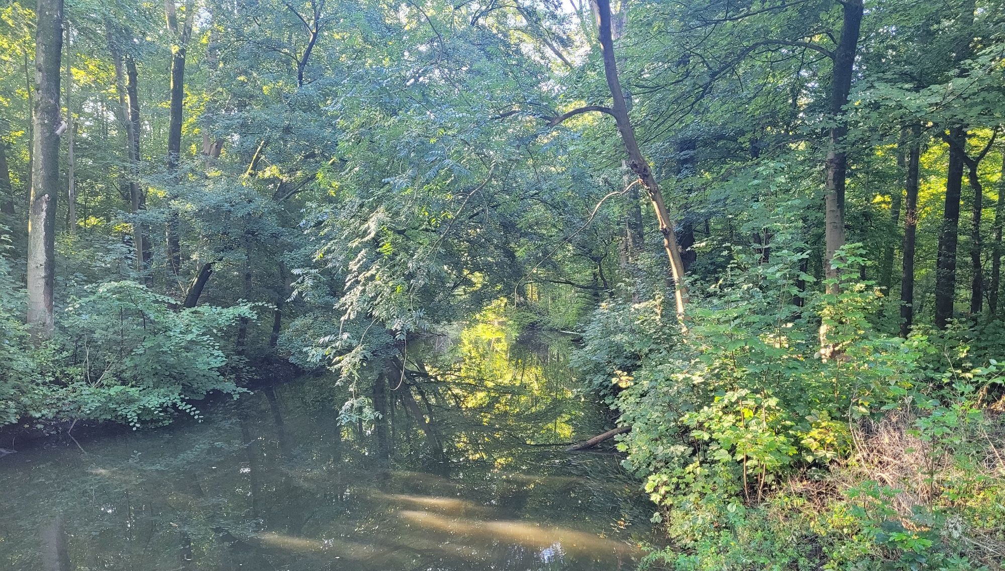 Bos, met watertje. De zonnestralen vallen mooi door de bladeren.