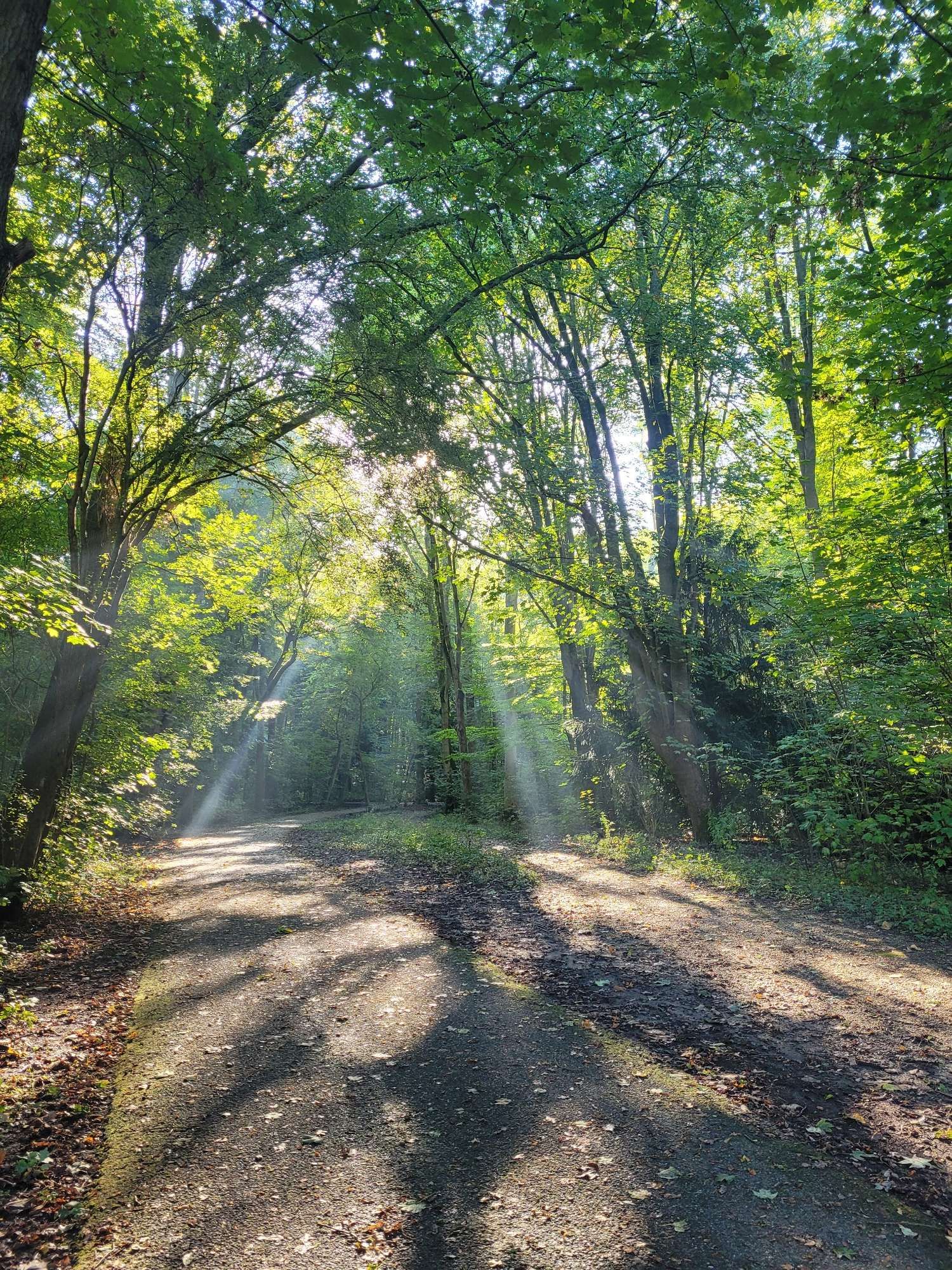 Bos met wandelpad. De zonnestralen vallen nóg mooier door de bladeren.